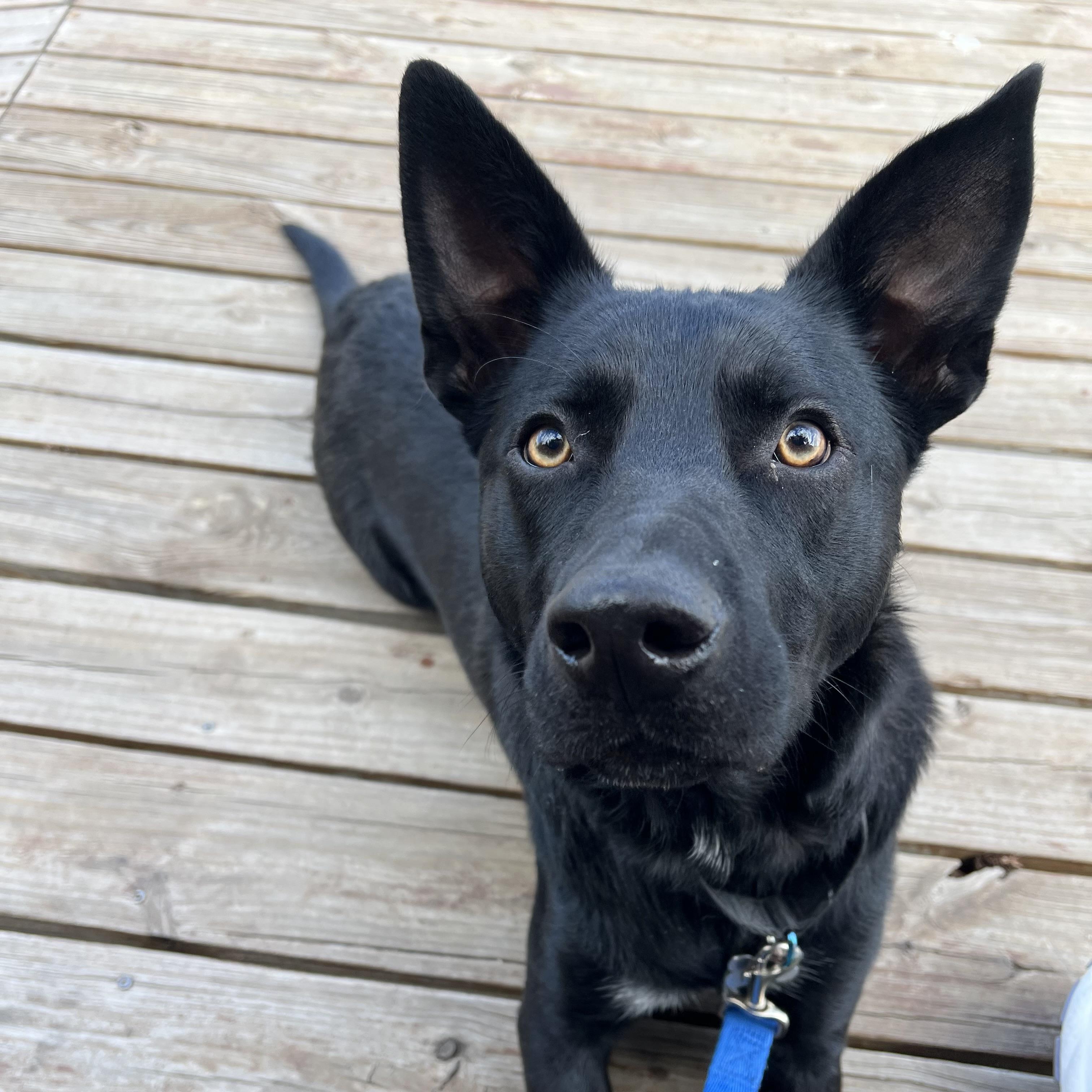 Fred, a ADOPTABLE mixed breed in Prior Lake, MN image 3/6