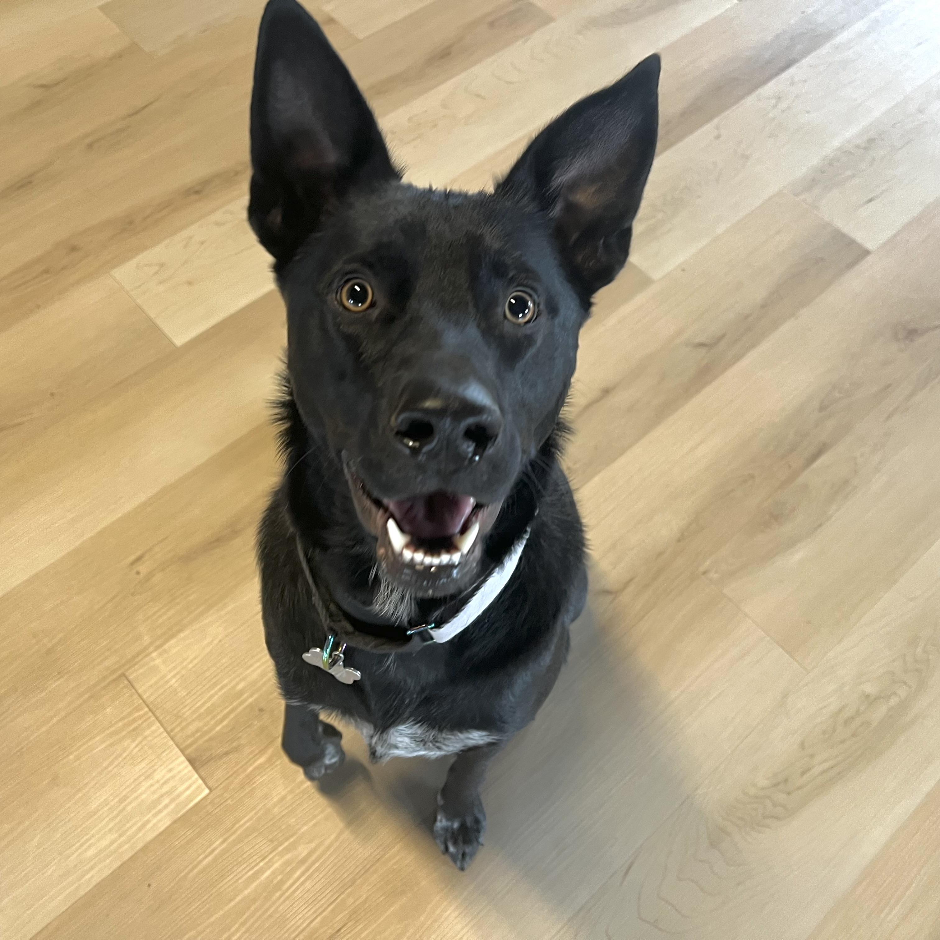 Fred, a ADOPTABLE mixed breed in Prior Lake, MN image 6/6