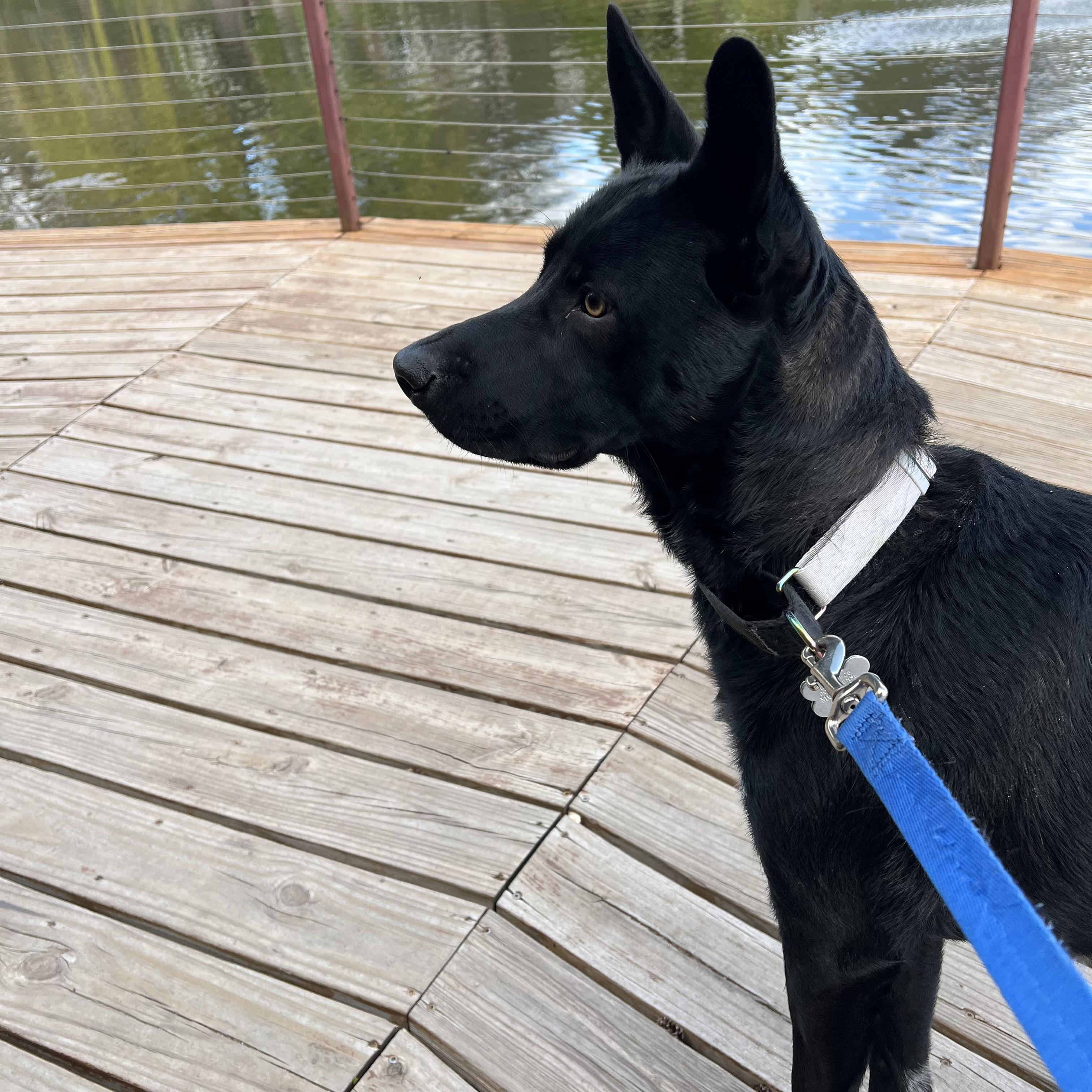 Fred, a ADOPTABLE mixed breed in Prior Lake, MN image 5/6