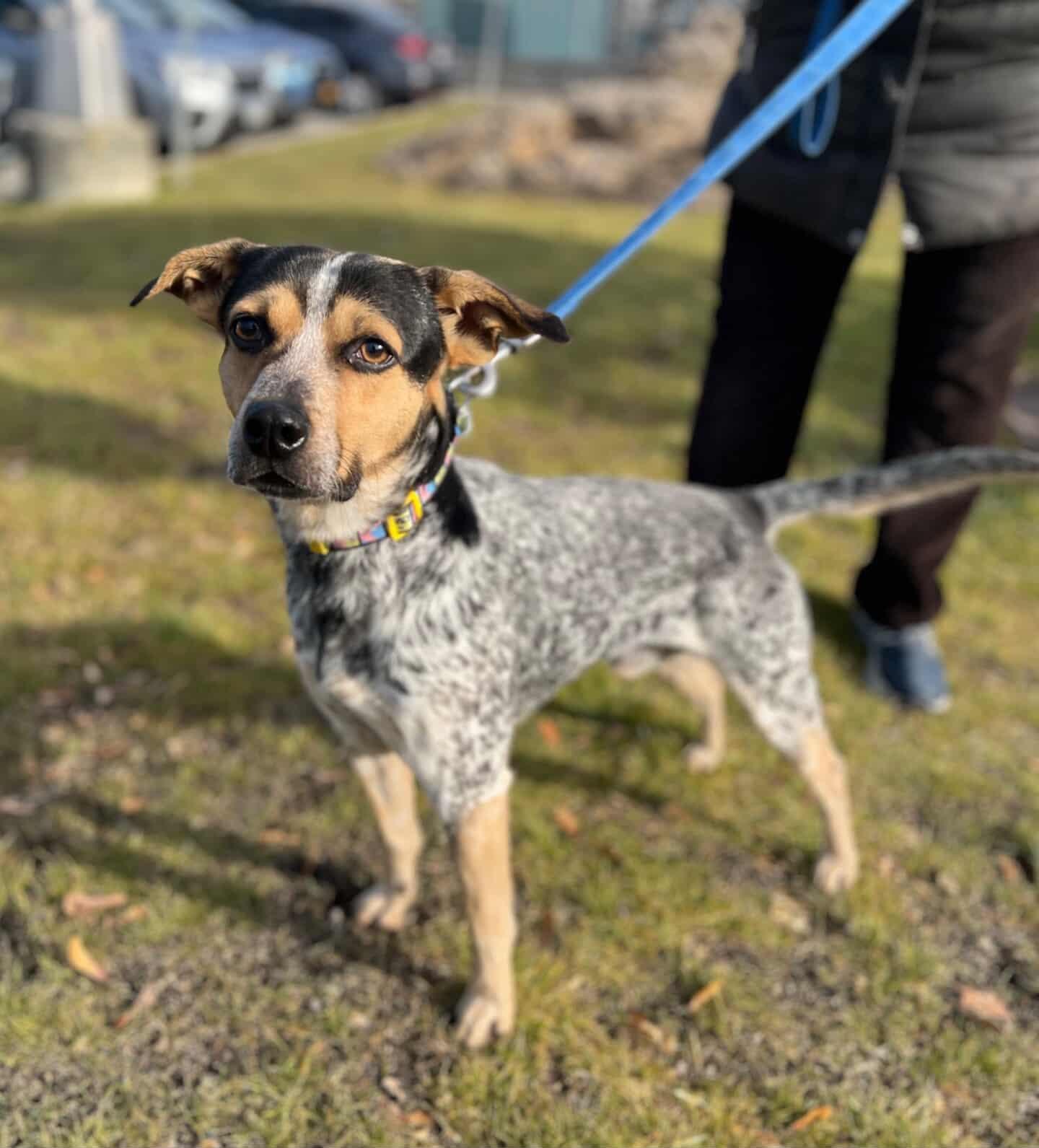 Cedar, a ADOPTABLE mixed breed in New Rochelle, NY image 5/6