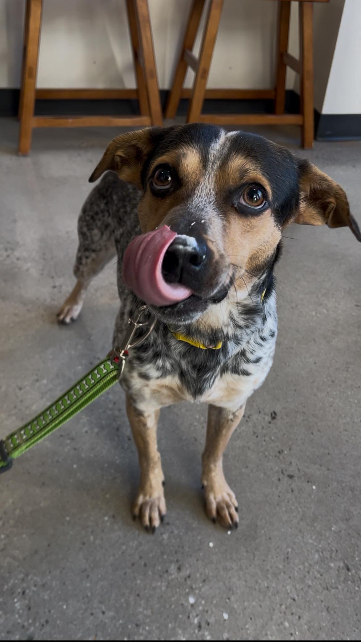 Cedar, a ADOPTABLE mixed breed in New Rochelle, NY image 1/6