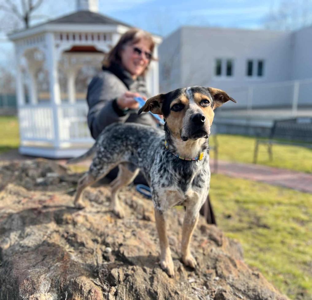 Cedar, a ADOPTABLE mixed breed in New Rochelle, NY image 3/6