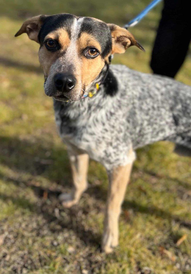 Cedar, a ADOPTABLE mixed breed in New Rochelle, NY image 4/6