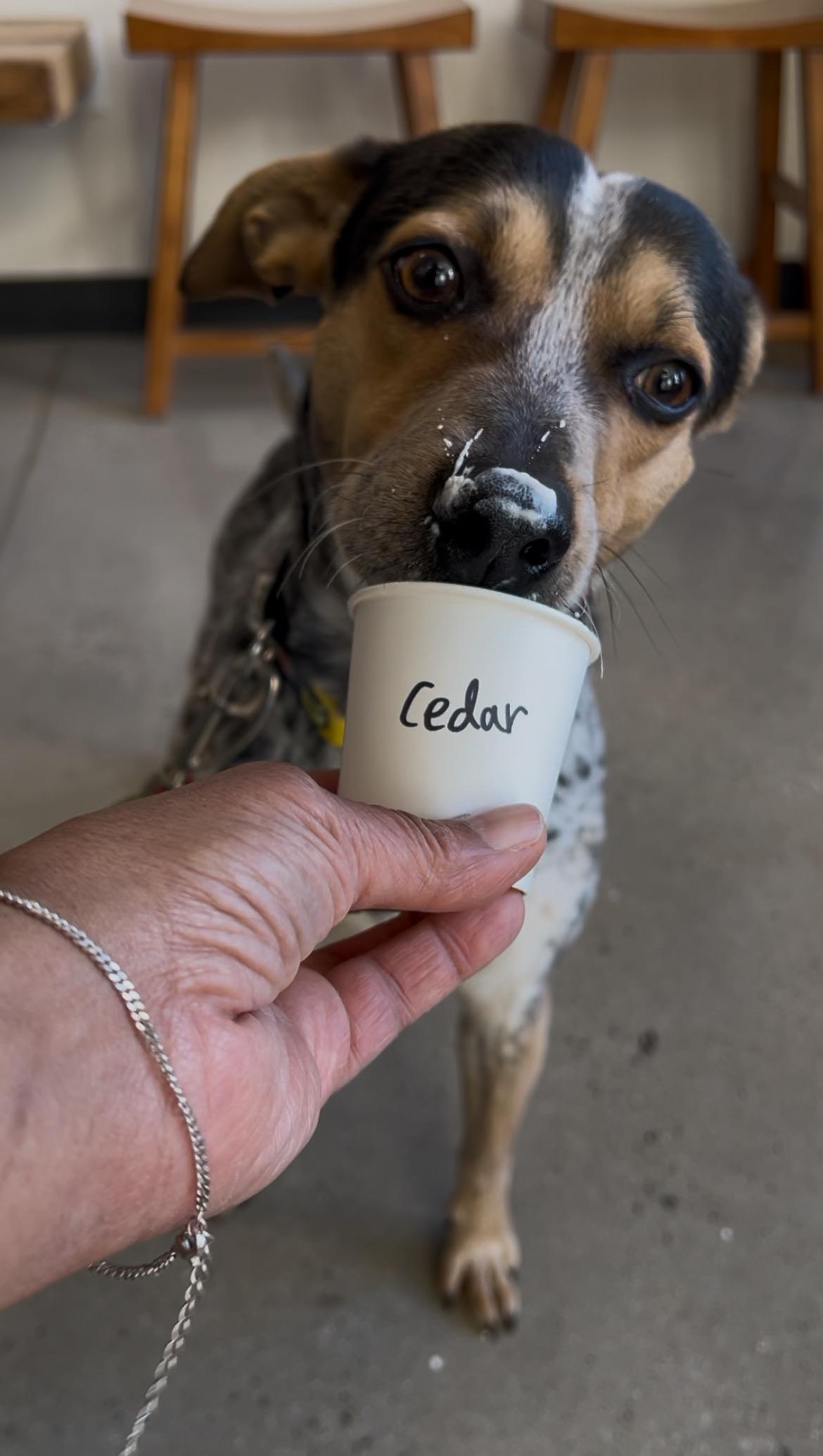 Cedar, a ADOPTABLE mixed breed in New Rochelle, NY image 6/6