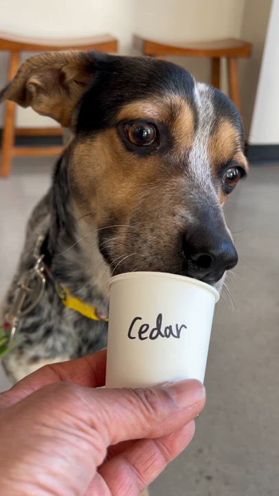 Enlarge Cedar, a ADOPTABLE mixed breed in New Rochelle, NY video 2/6