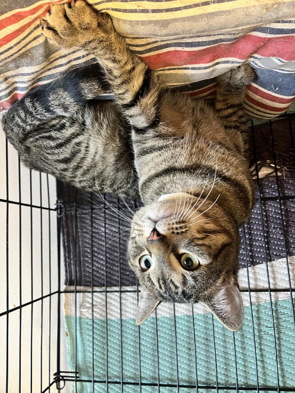 Dancer Claus, adopted, Adult Male Domestic Short Hair.