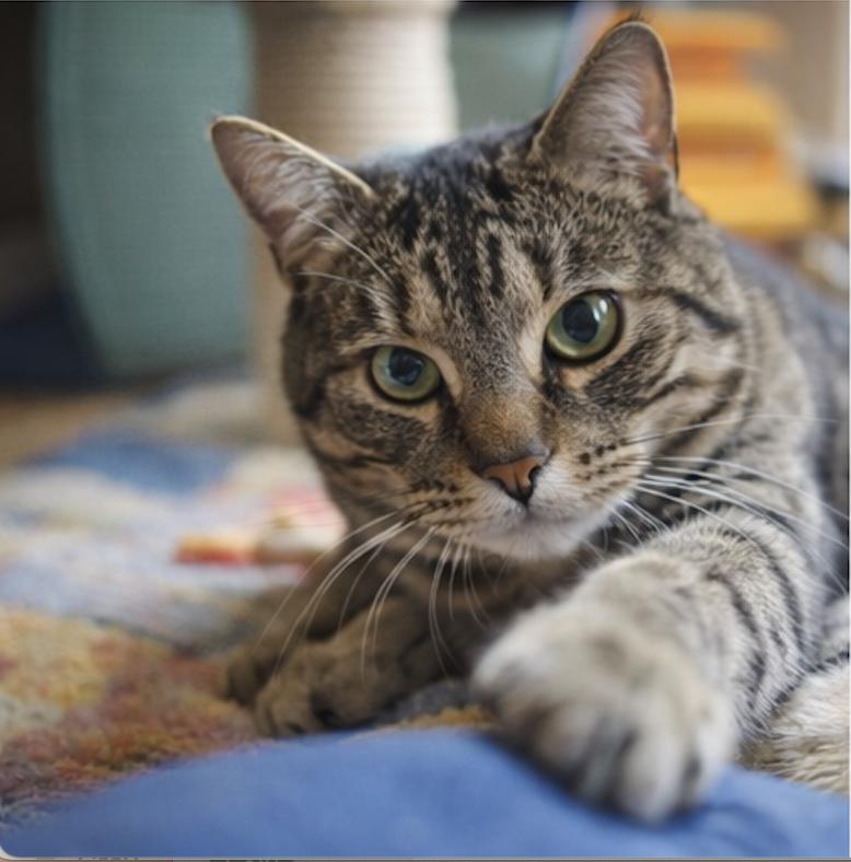 Enlarge Dancer Claus, an adopted Domestic Short Hair in Montclair, NJ image 5/5