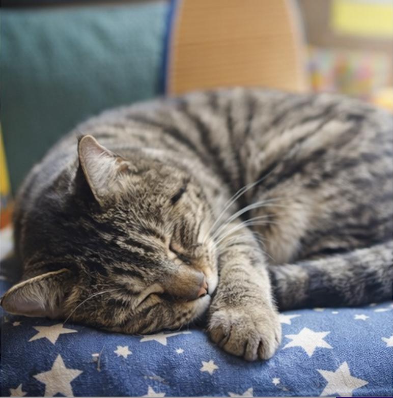 Enlarge Dancer Claus, an adopted Domestic Short Hair in Montclair, NJ image 4/5