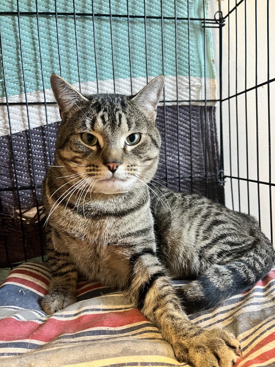 Enlarge Dancer Claus, an adopted Domestic Short Hair in Montclair, NJ image 3/5