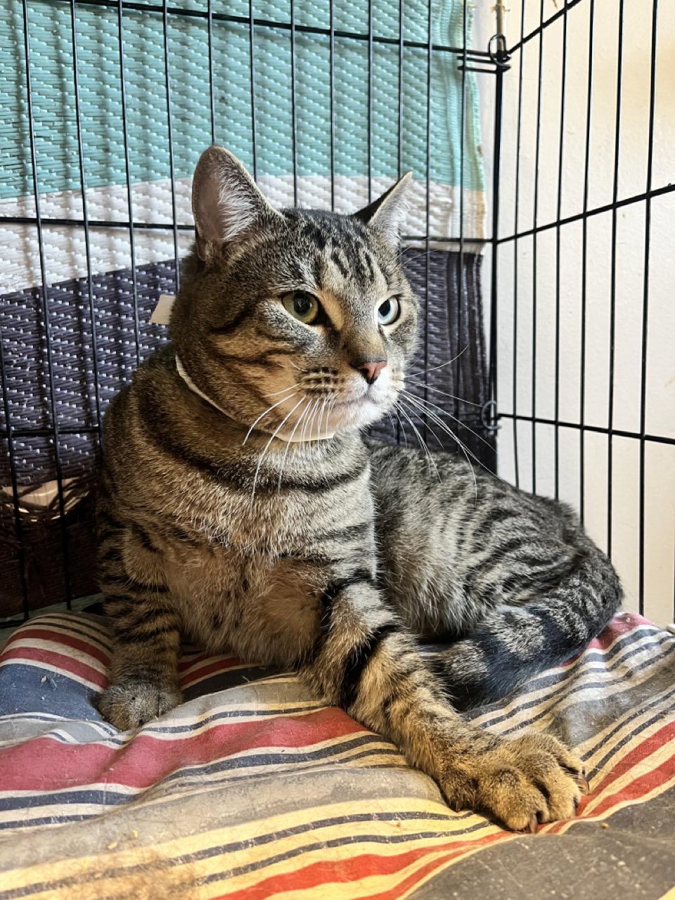 Enlarge Dancer Claus, an adopted Domestic Short Hair in Montclair, NJ image 2/5