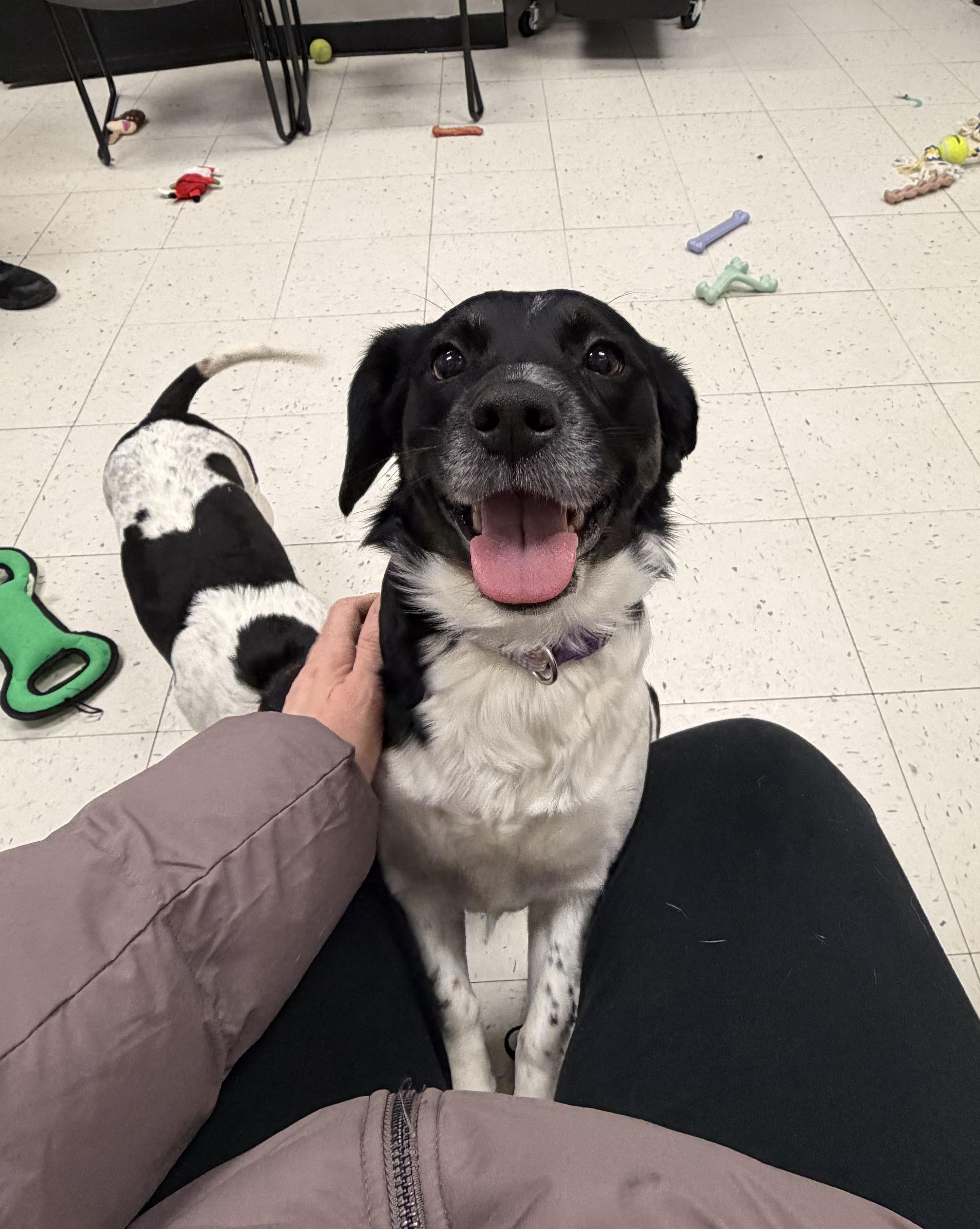 Enlarge Fern (Bonded with Ivy), a ADOPTABLE mixed breed in Bettendorf, IA image 2/4