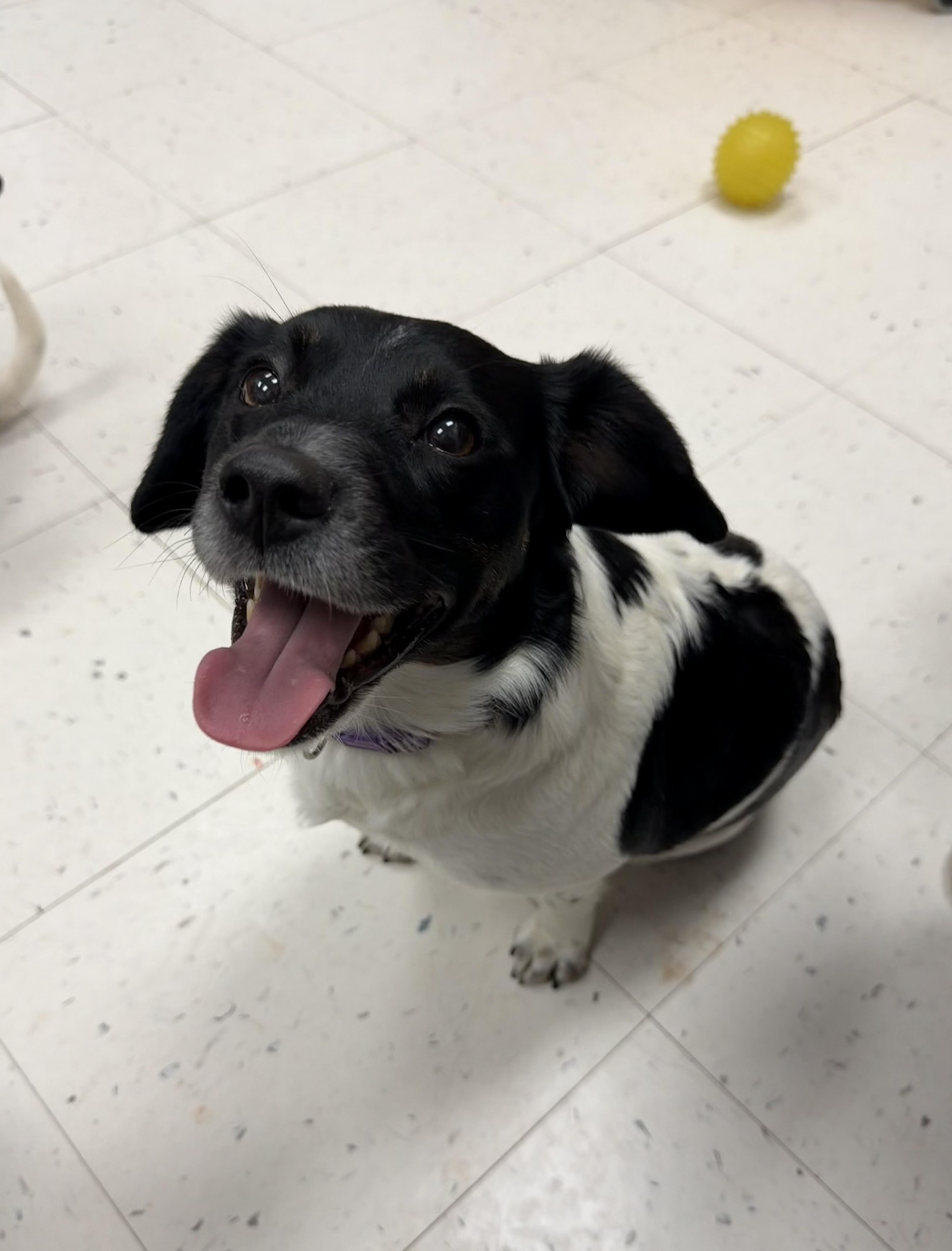 Enlarge Fern (Bonded with Ivy), a ADOPTABLE mixed breed in Bettendorf, IA image 4/4