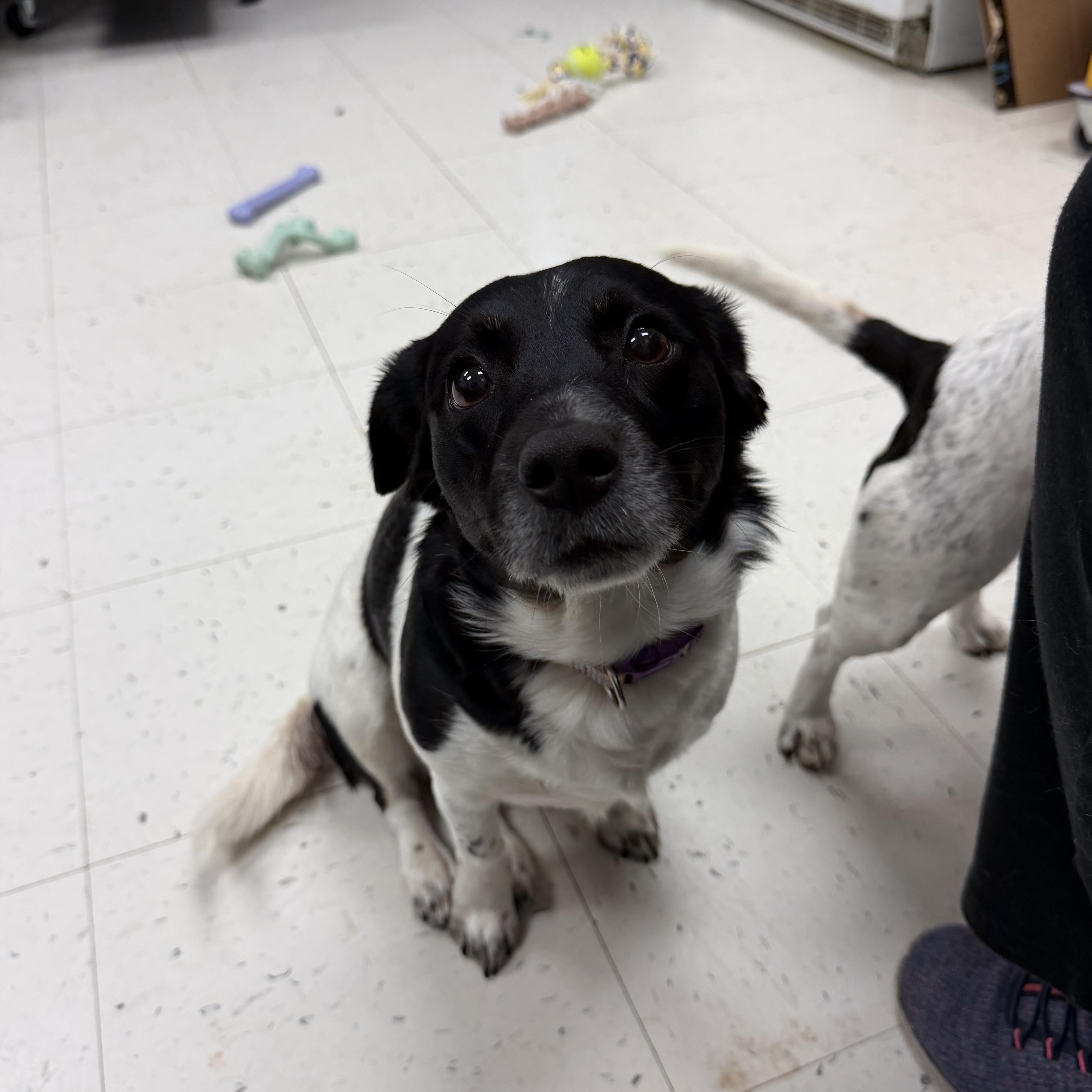 Enlarge Fern (Bonded with Ivy), a ADOPTABLE mixed breed in Bettendorf, IA image 3/4