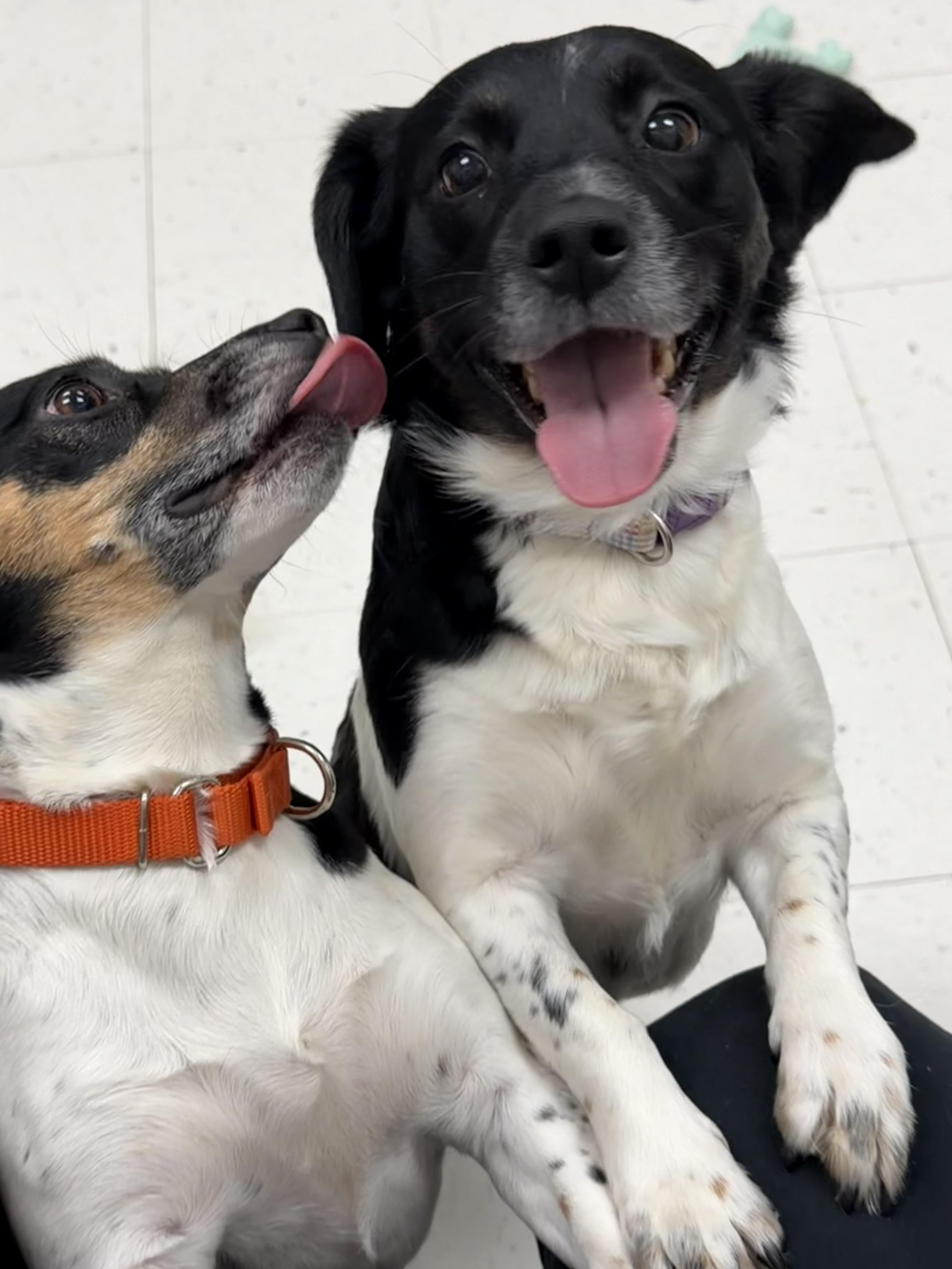 Enlarge Fern (Bonded with Ivy), a ADOPTABLE mixed breed in Bettendorf, IA image 1/4