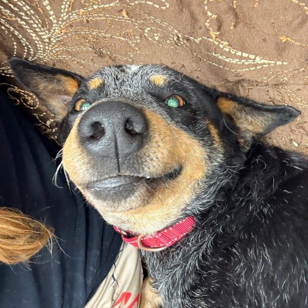 Enlarge Echo, a Adoptable Australian Cattle Dog / Blue Heeler in Monticello, IA image 6/6