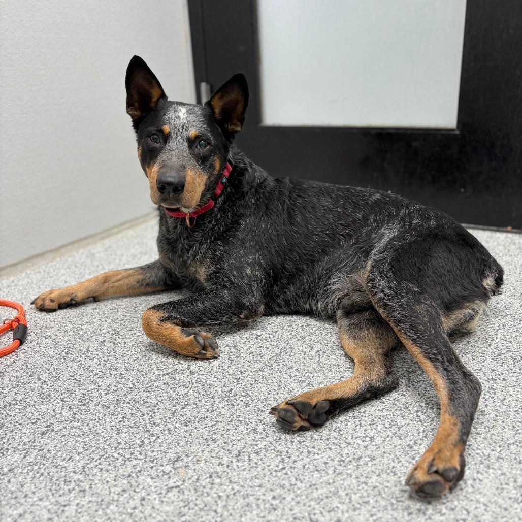 Enlarge Echo, a Adoptable Australian Cattle Dog / Blue Heeler in Monticello, IA image 3/6