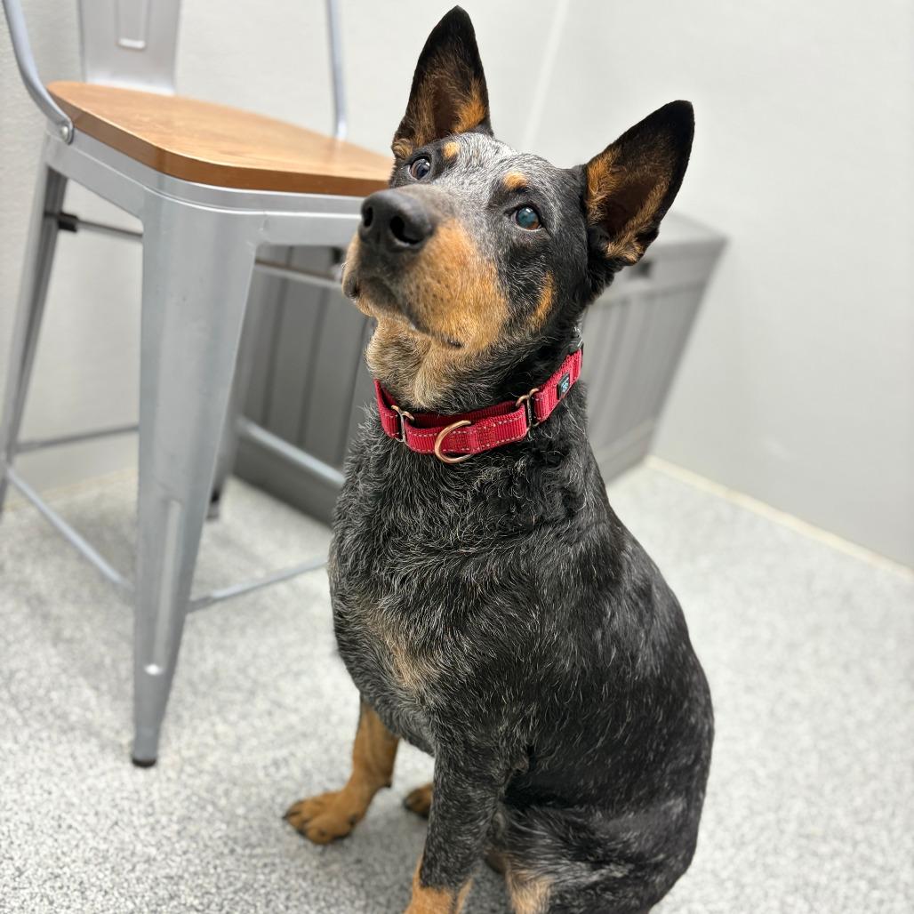 Echo, Adoptable, Adult Male Australian Cattle Dog / Blue Heeler.