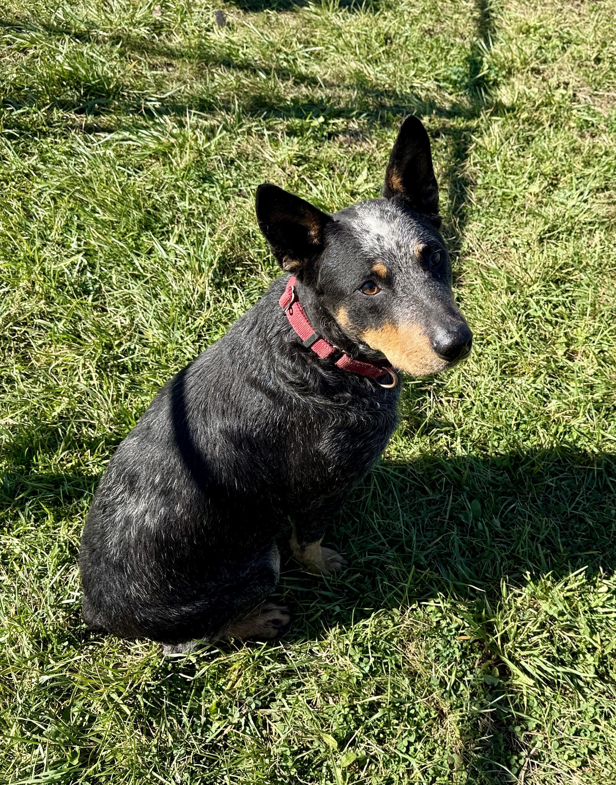 Enlarge Echo, a Adoptable Australian Cattle Dog / Blue Heeler in Monticello, IA image 5/6