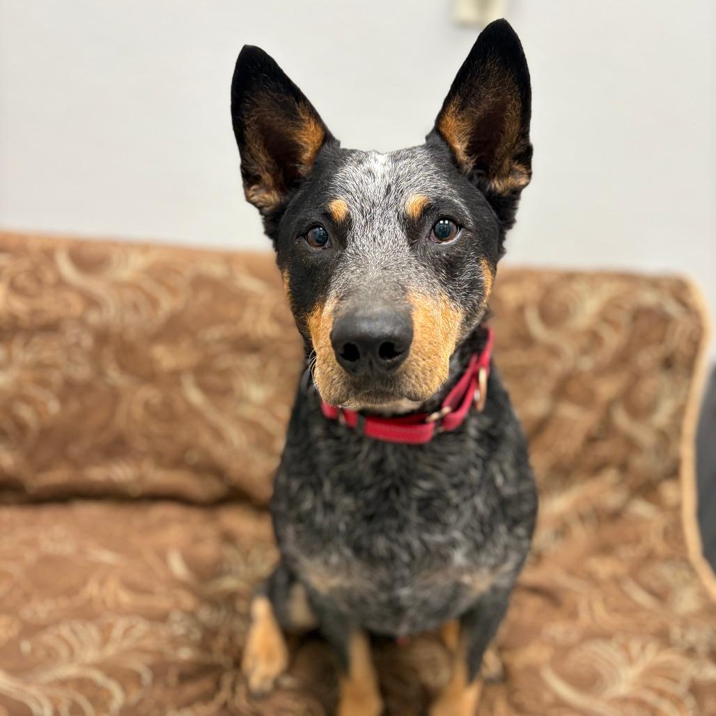 Enlarge Echo, a Adoptable Australian Cattle Dog / Blue Heeler in Monticello, IA image 4/6