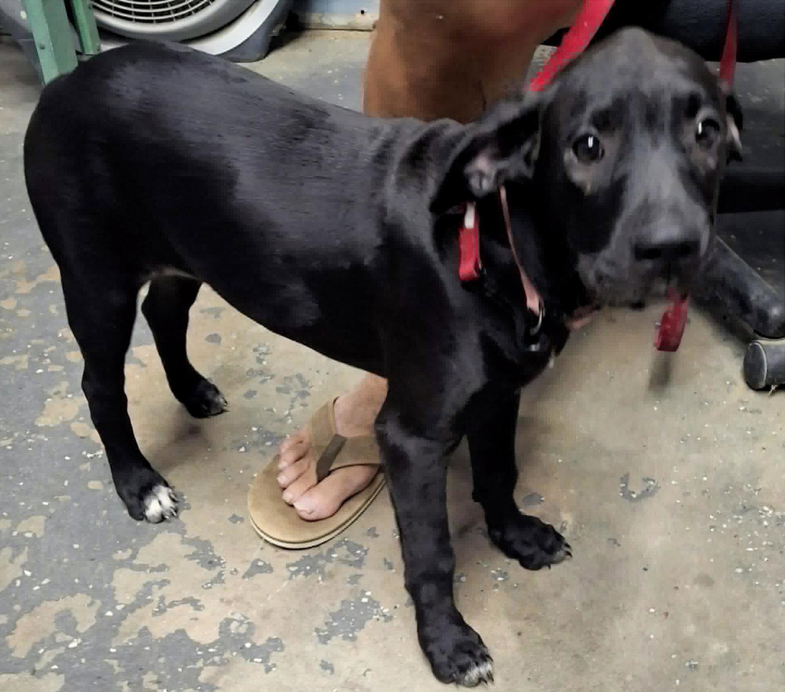 Enlarge Daisy, a Adoptable Labrador Retriever in Magnolia Springs, AL image 1/3