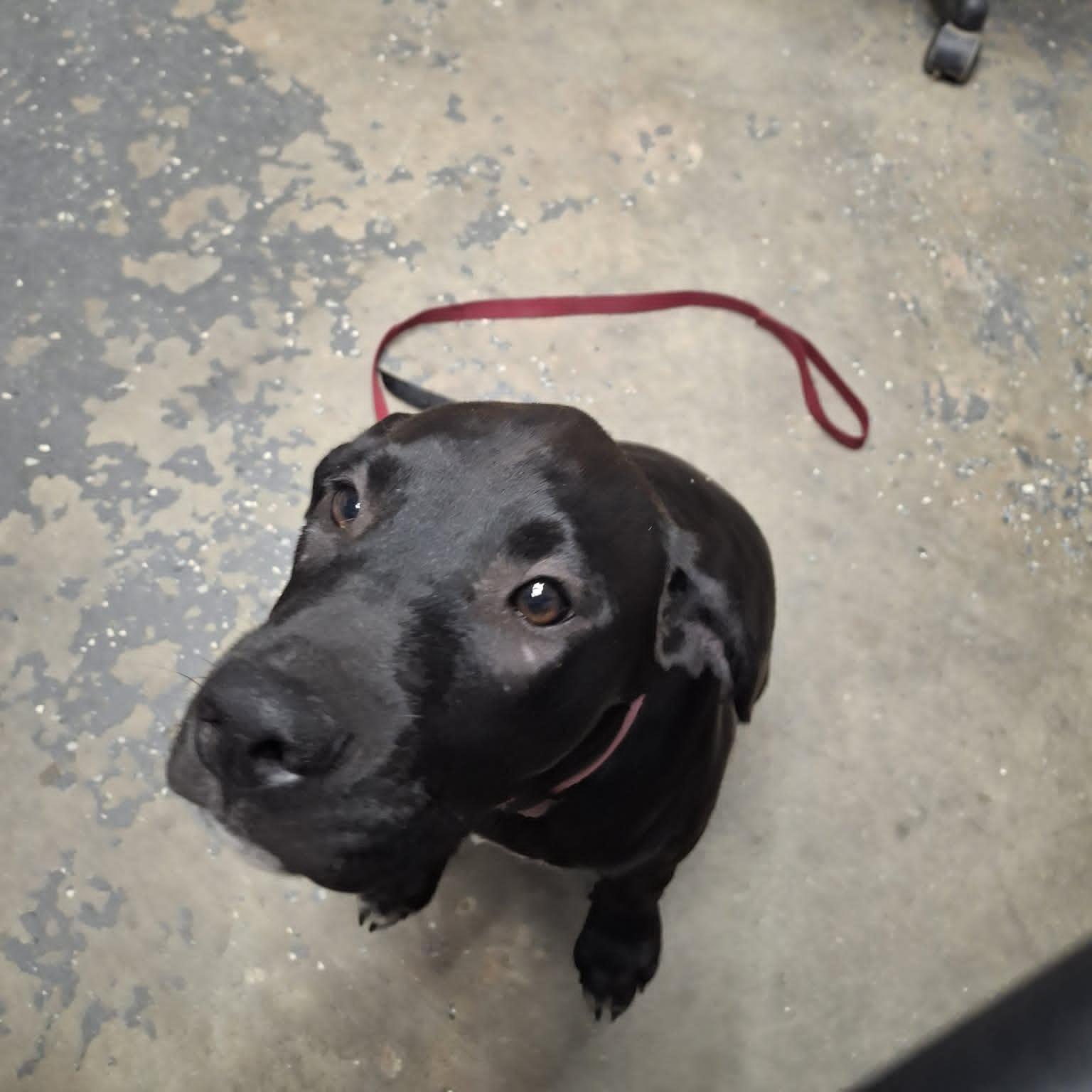 Enlarge Daisy, a Adoptable Labrador Retriever in Magnolia Springs, AL image 2/3