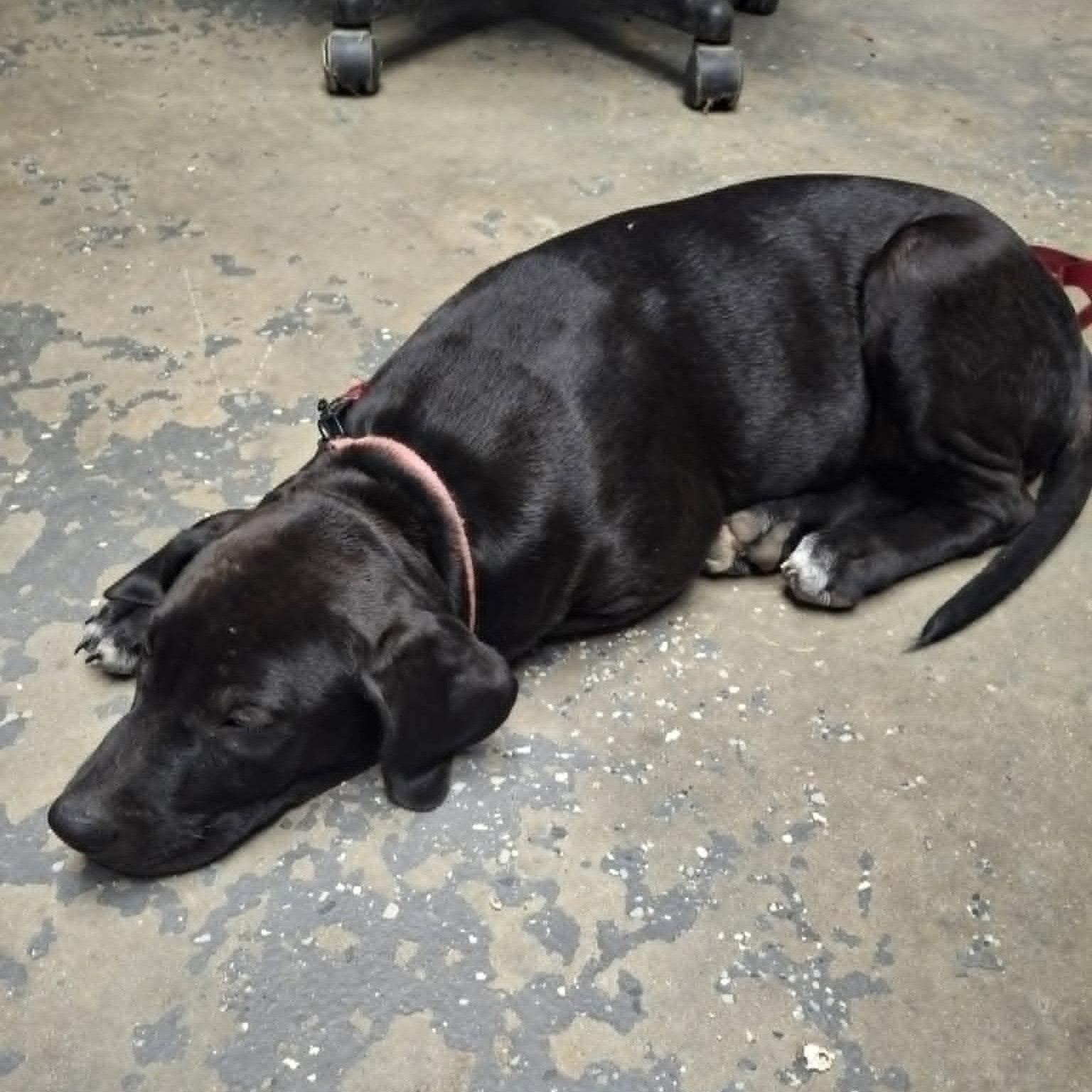 Enlarge Daisy, a Adoptable Labrador Retriever in Magnolia Springs, AL image 3/3