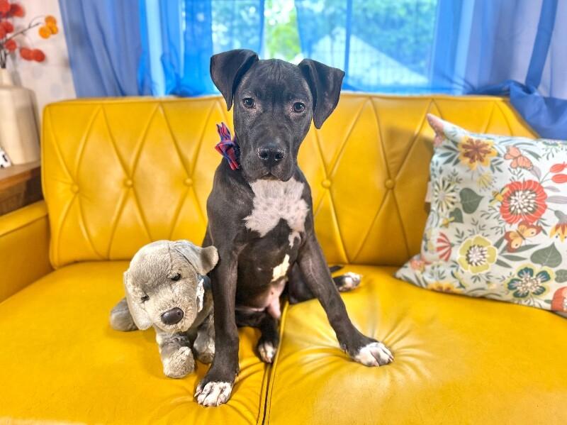 Dog for adoption - Happy Hanky Wiggles of Joy, a Pit Bull Terrier ...