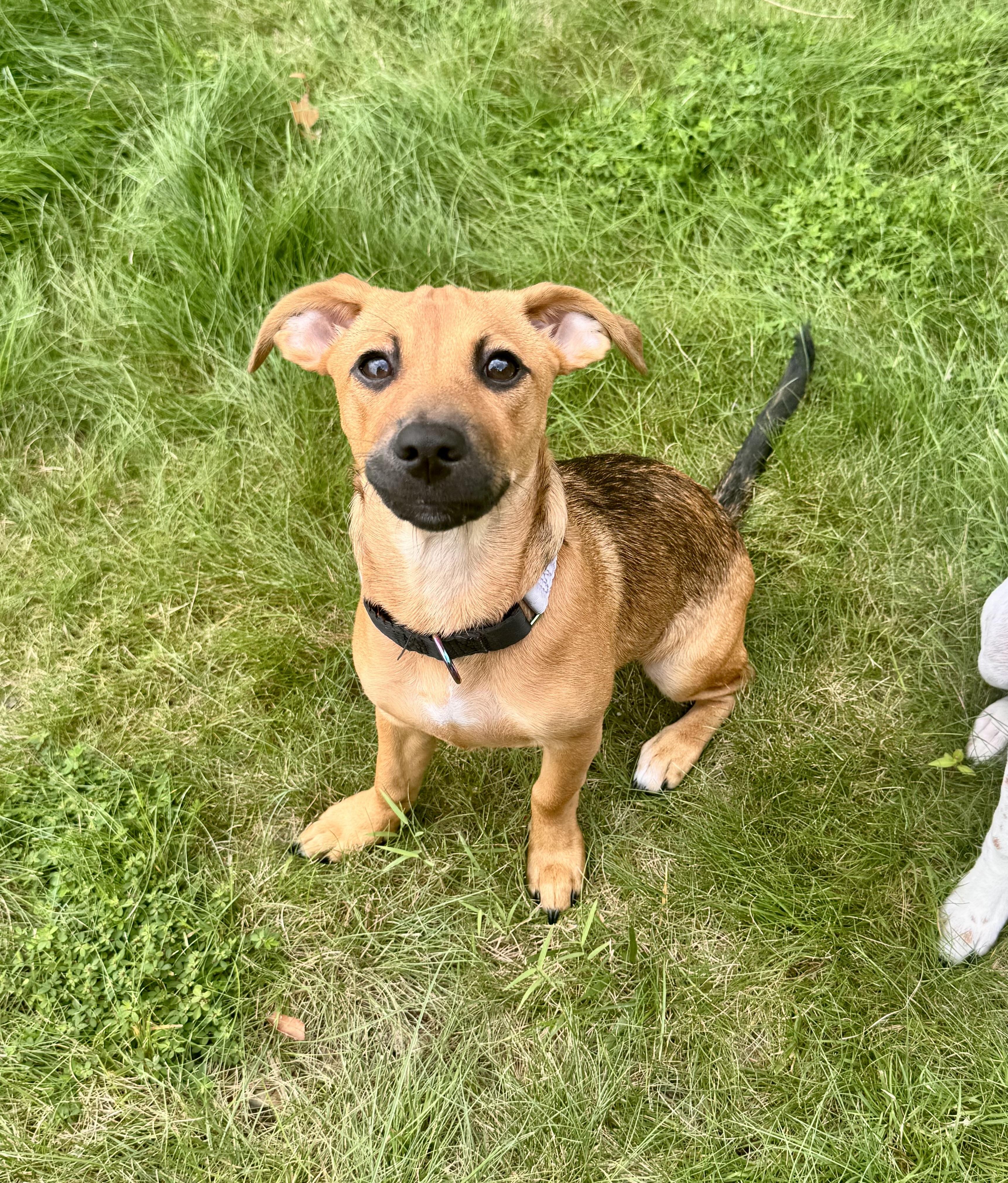 VELMA, a ADOPTABLE Mixed Breed in Dumont, NJ image 2/6