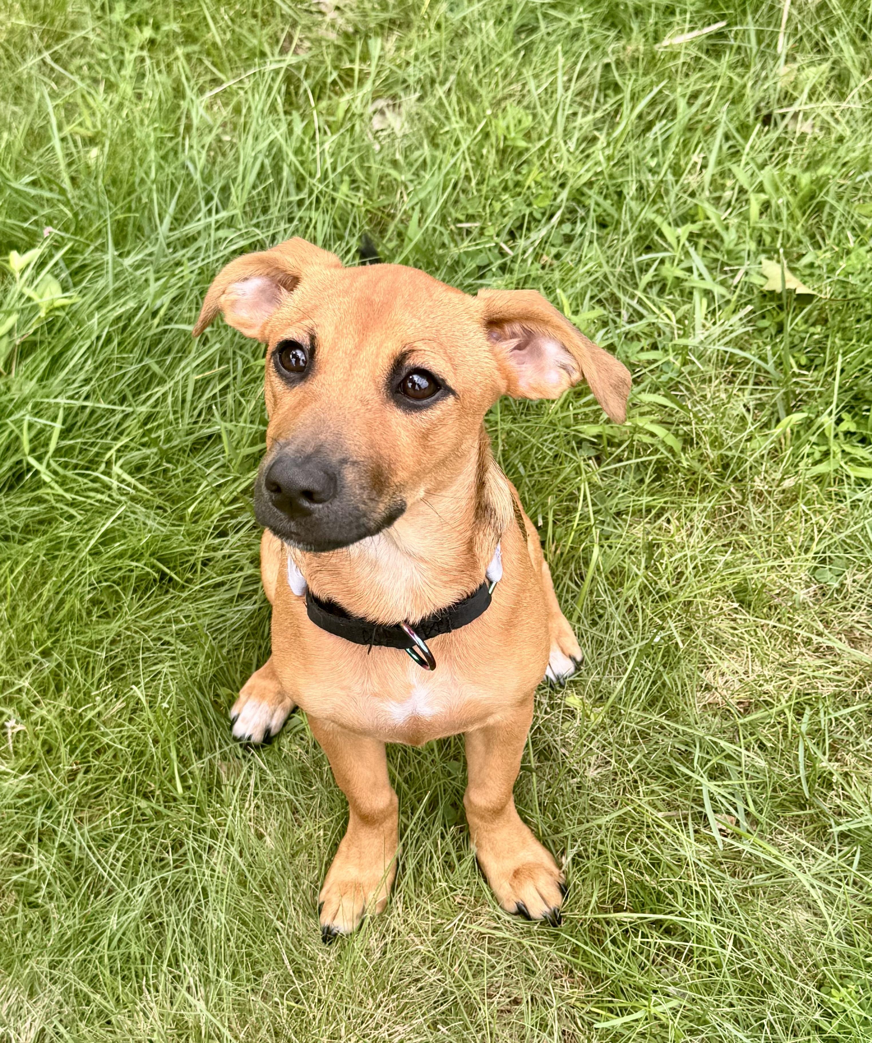 VELMA, a ADOPTABLE Mixed Breed in Dumont, NJ image 5/6