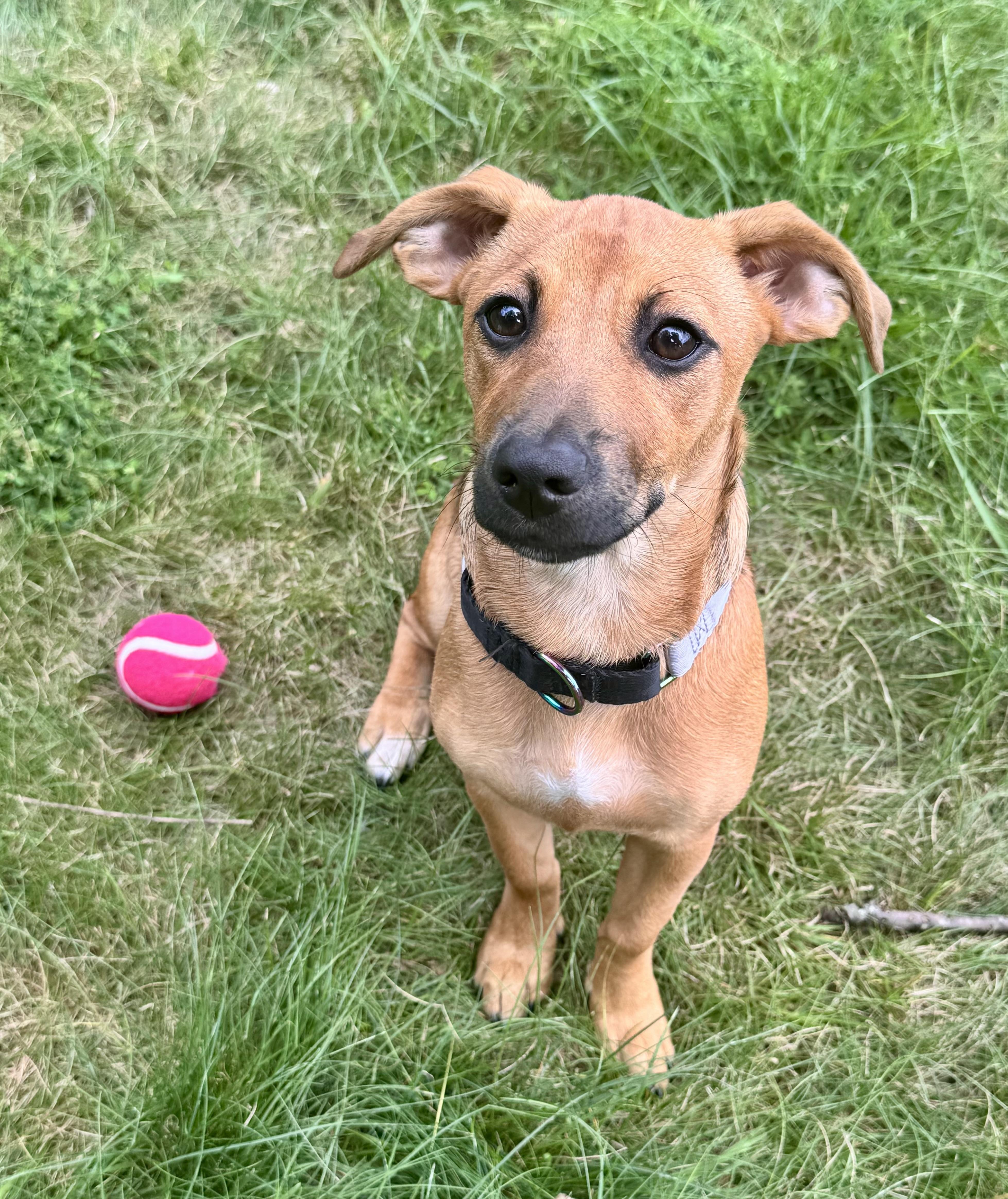 VELMA, a ADOPTABLE Mixed Breed in Dumont, NJ image 6/6
