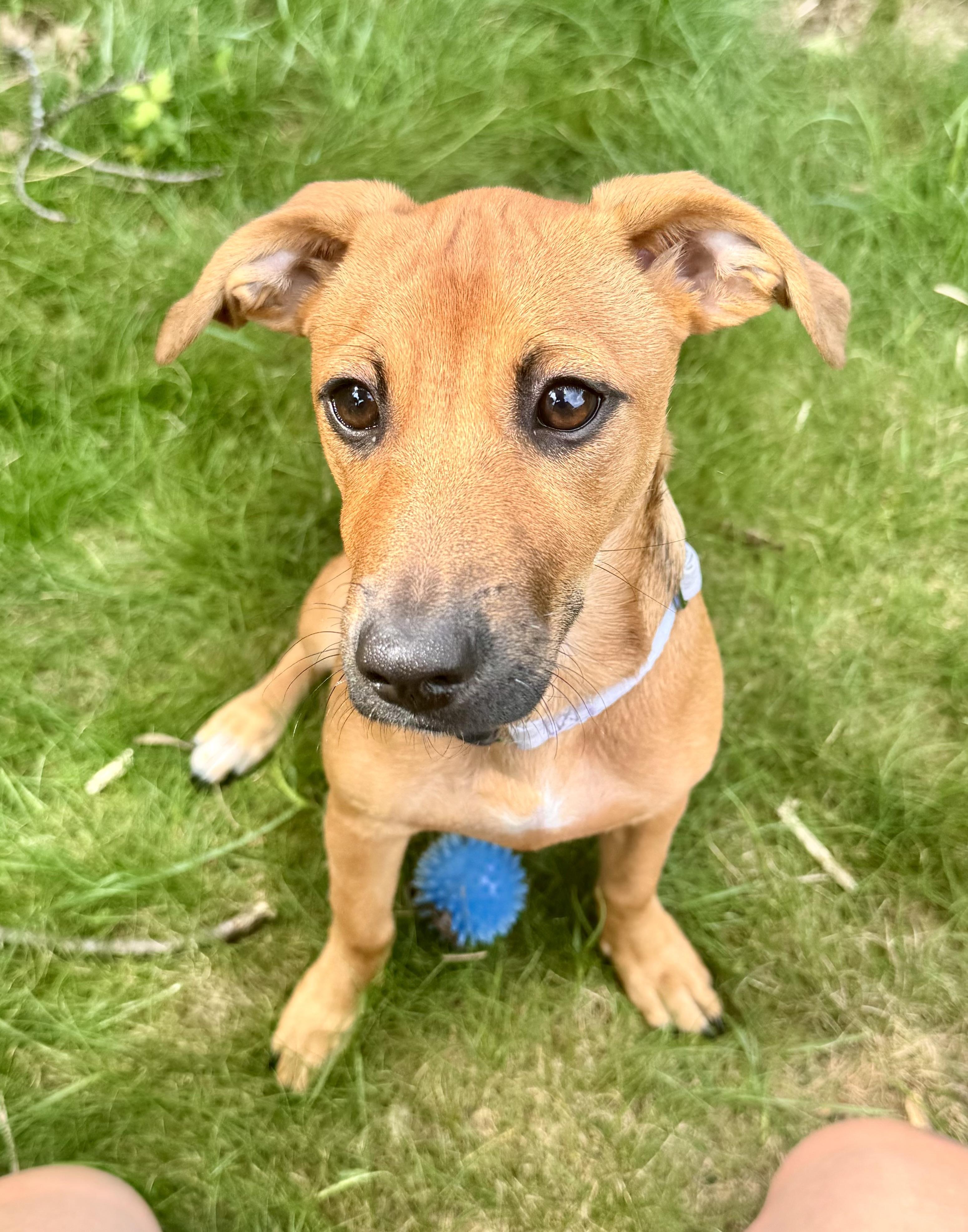 VELMA, a ADOPTABLE Mixed Breed in Dumont, NJ image 4/6