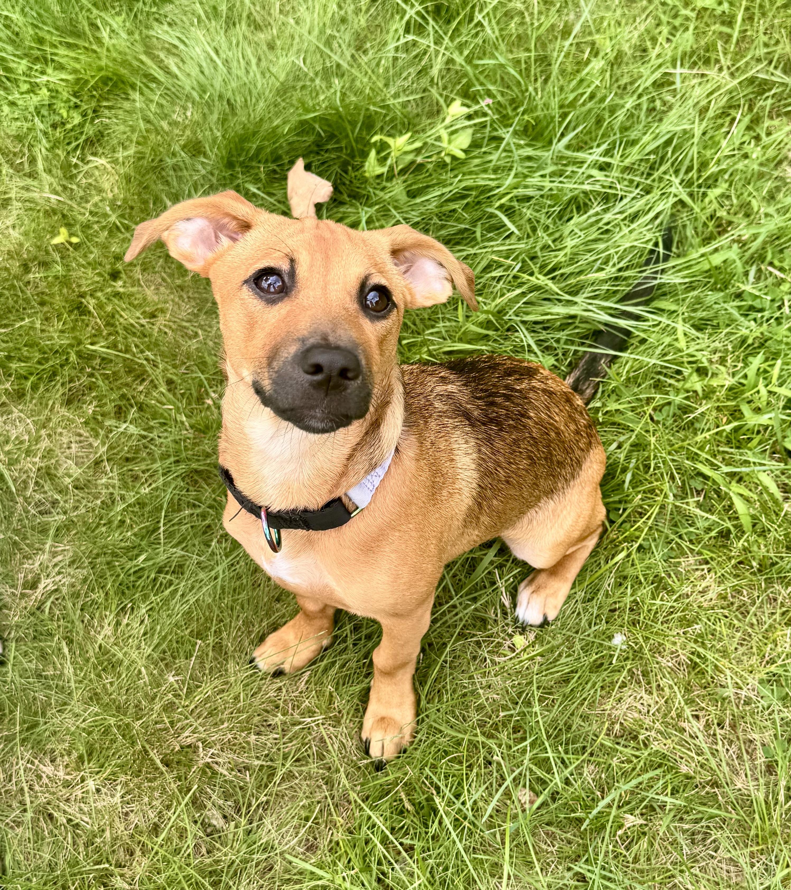 VELMA, ADOPTABLE, Puppy Female Mixed Breed.