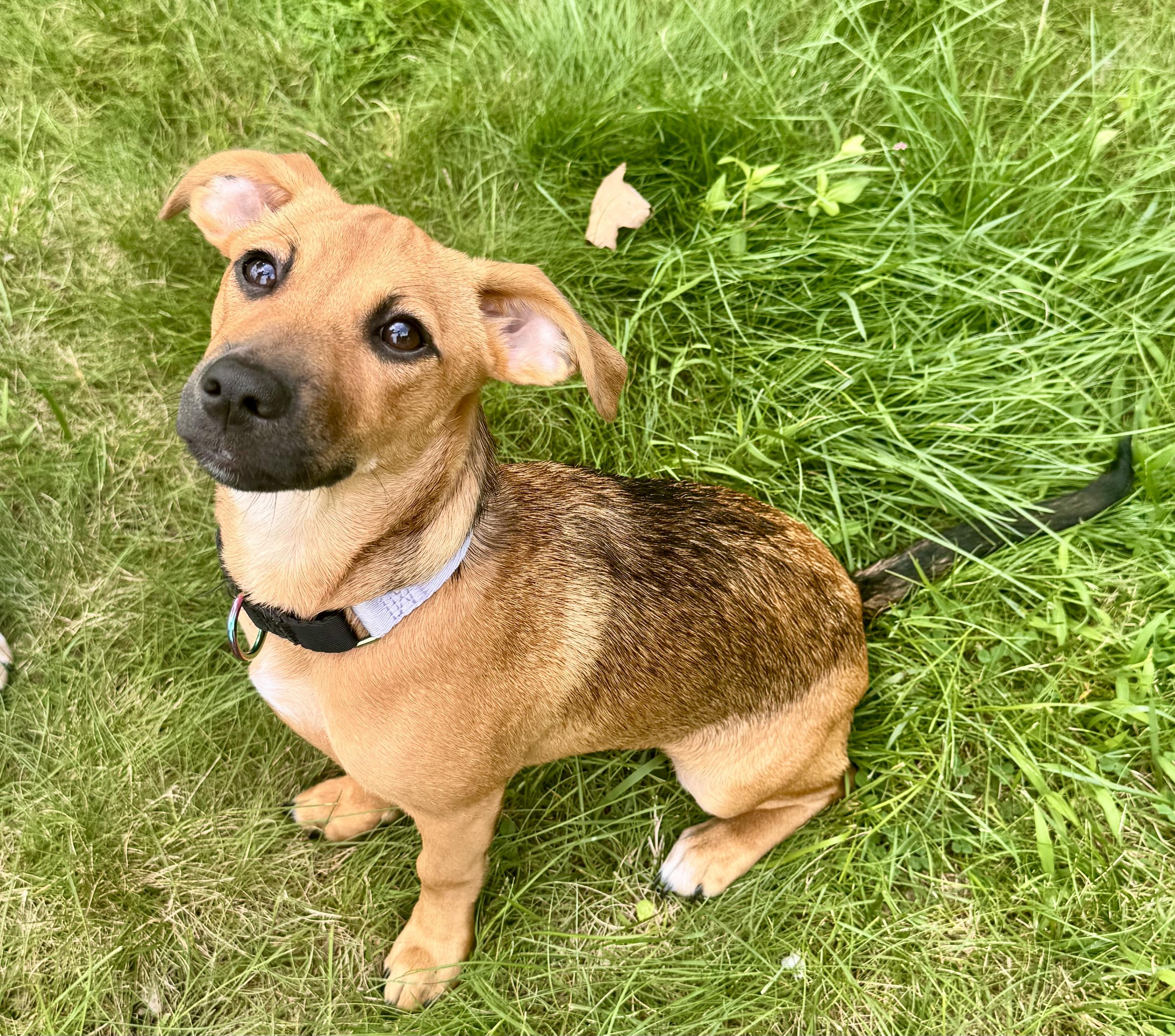 VELMA, a ADOPTABLE Mixed Breed in Dumont, NJ image 3/6