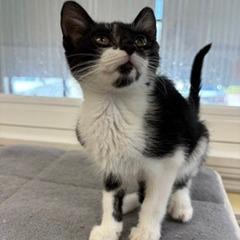 Rick, Adoptable, Kitten Male Domestic Short Hair.