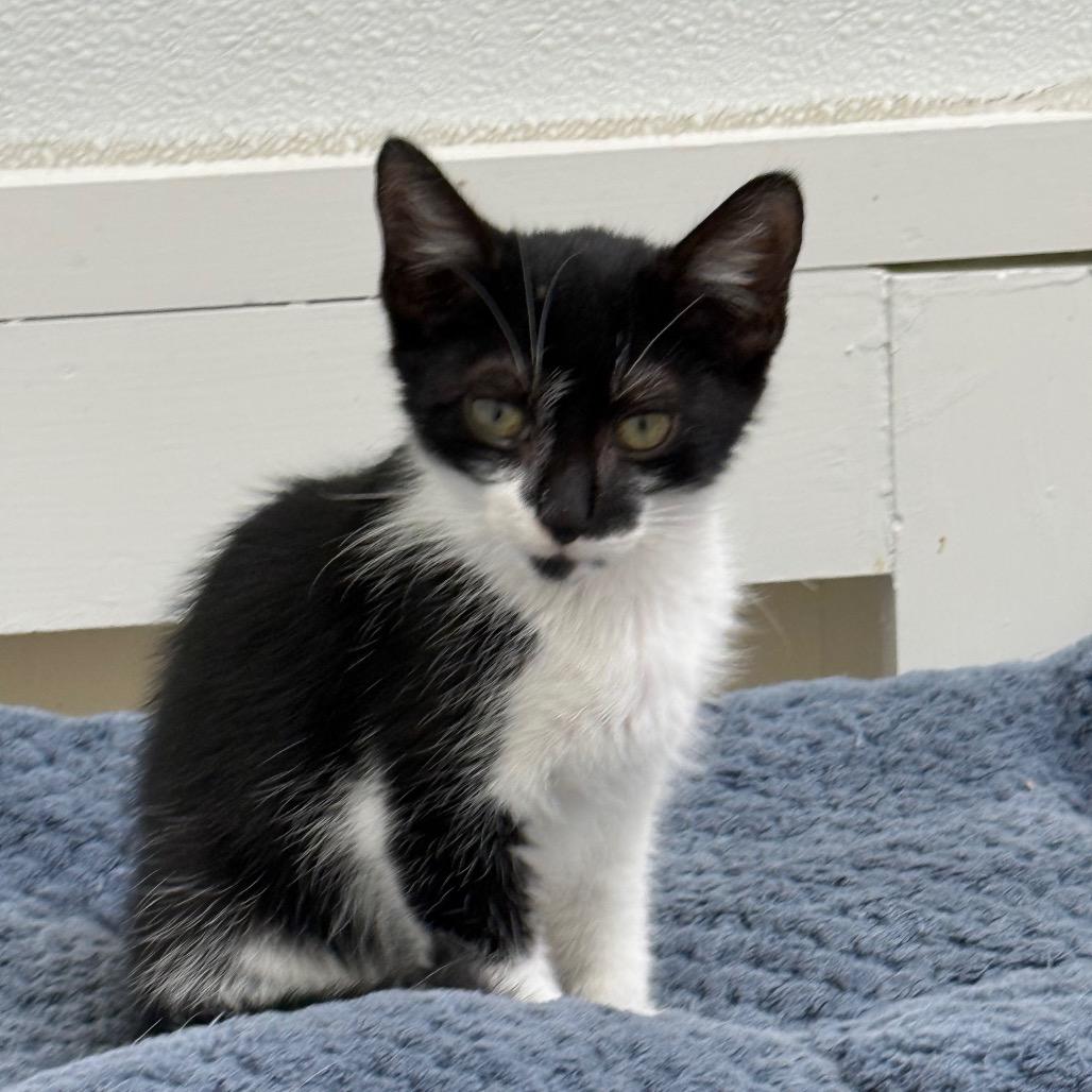 Rick, a Adoptable Domestic Short Hair in Greensboro, GA image 2/2