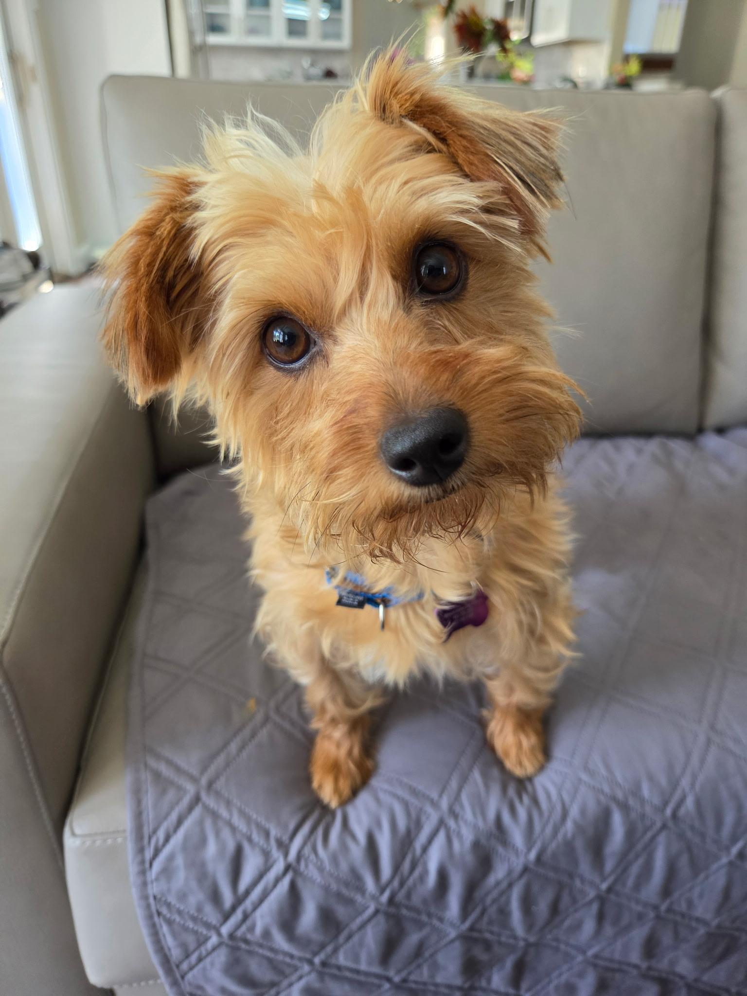 Rosie, an adopted mixed breed in Ellicott City, MD image 2/3