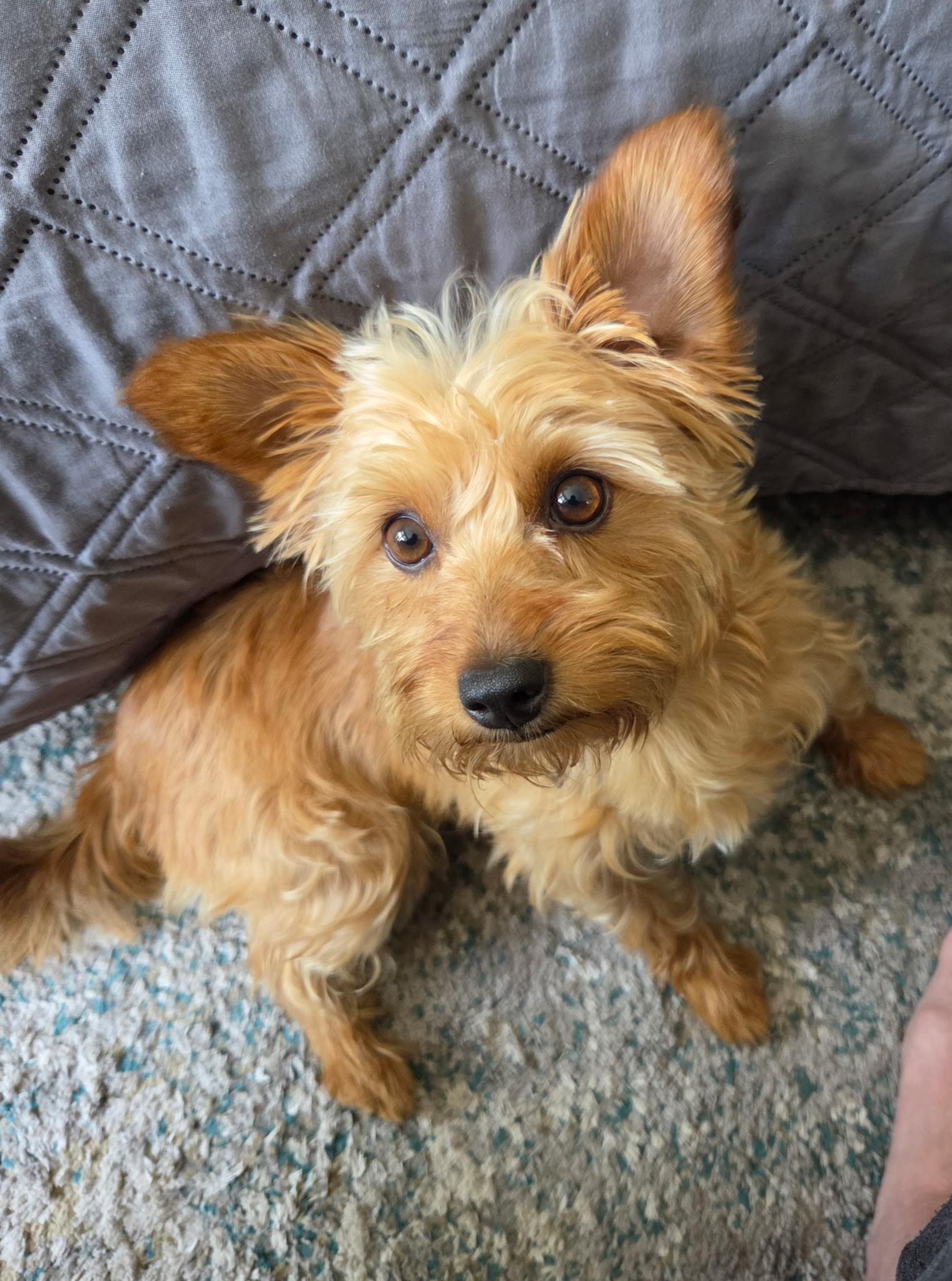 Rosie, an adopted mixed breed in Ellicott City, MD image 1/3