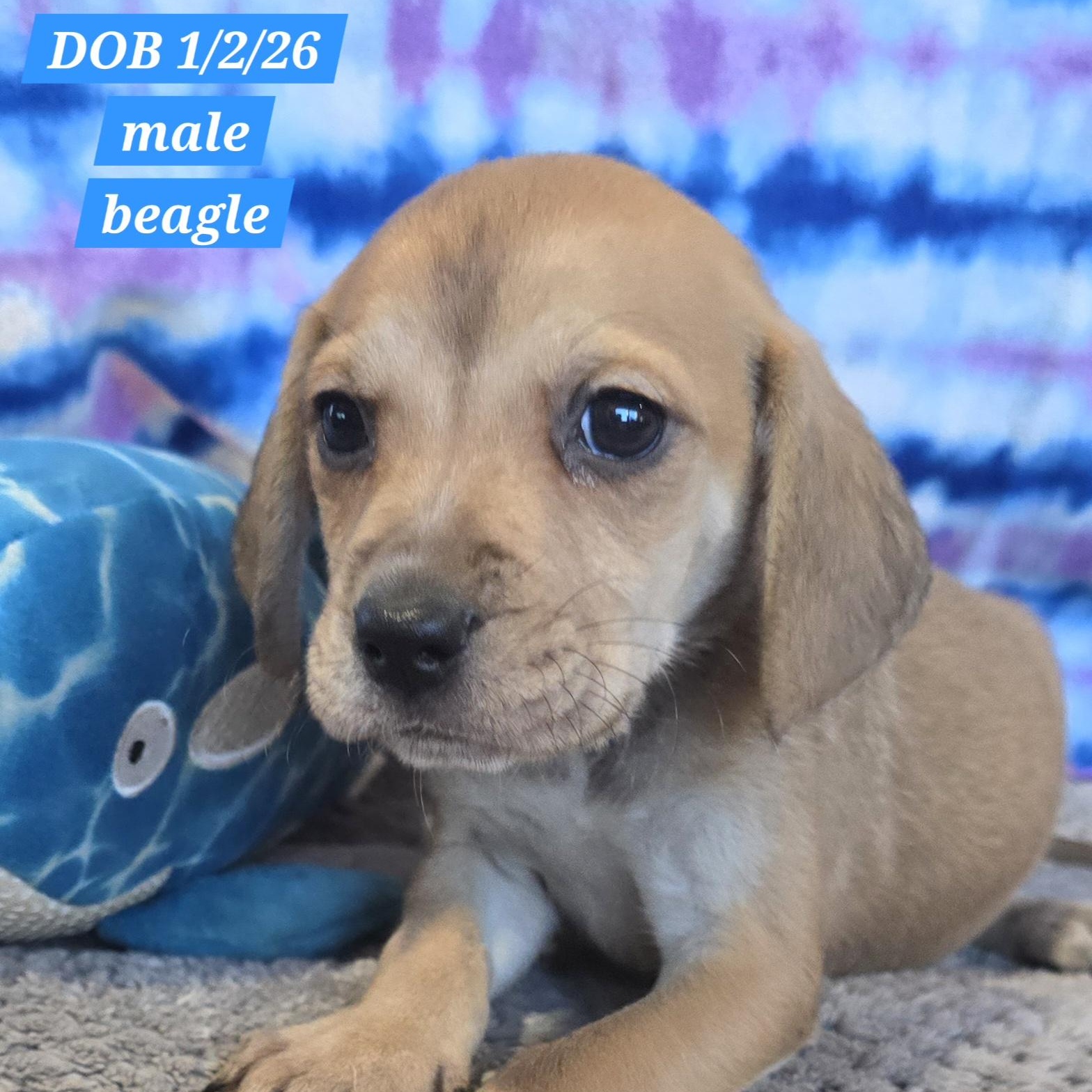 Sparky, adopted, Puppy Male Beagle.