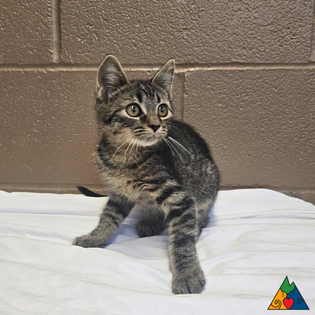 Ralsei, an adoptable Domestic Short Hair in Douglas, WY, 82633 | Photo Image 2