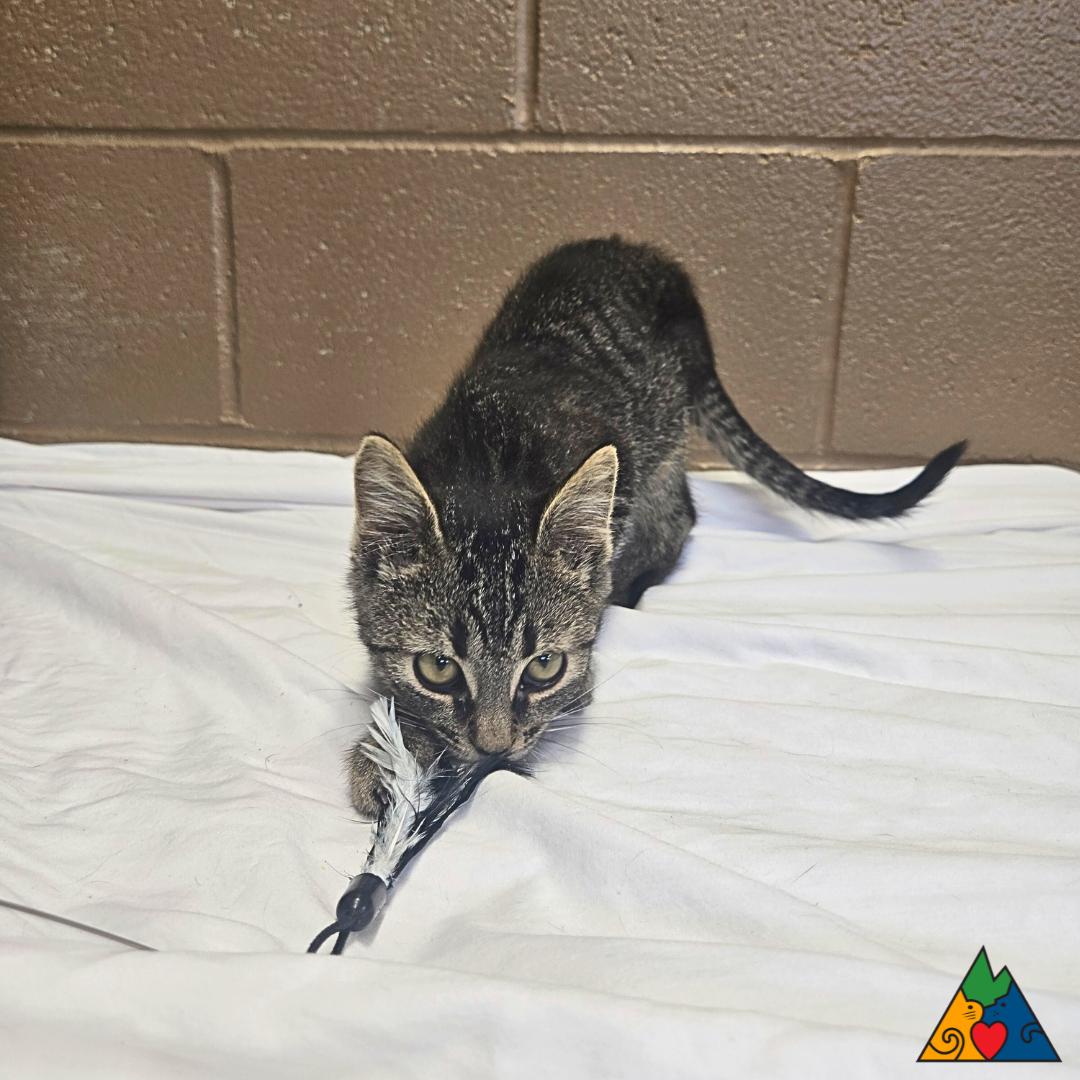 Ralsei, an adoptable Domestic Short Hair in Douglas, WY, 82633 | Photo Image 3