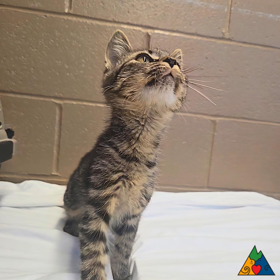 Ralsei, an adoptable Domestic Short Hair in Douglas, WY, 82633 | Photo Image 1