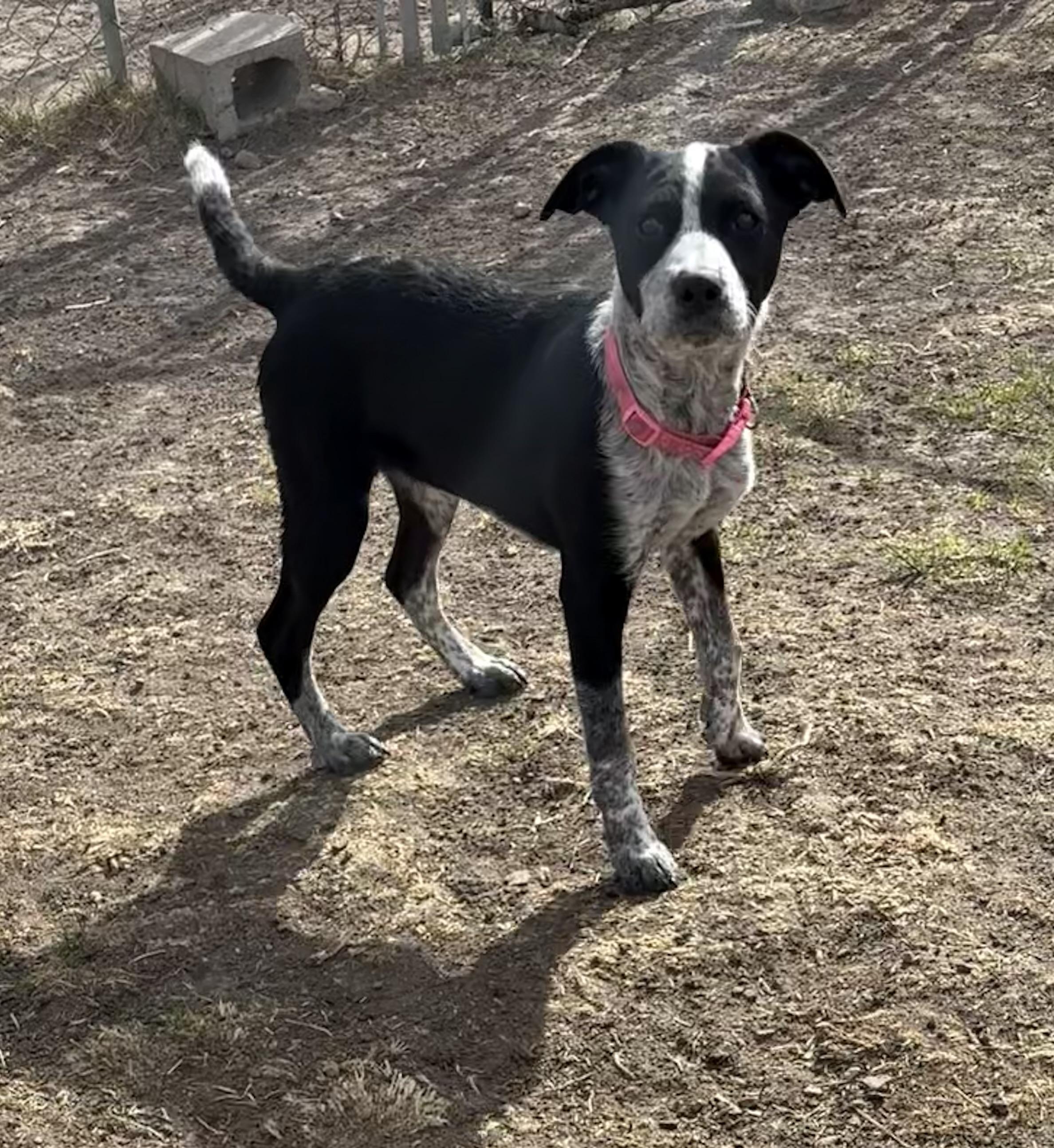 Enlarge Geo, a ADOPTABLE mixed breed in Grant, NE image 1/4