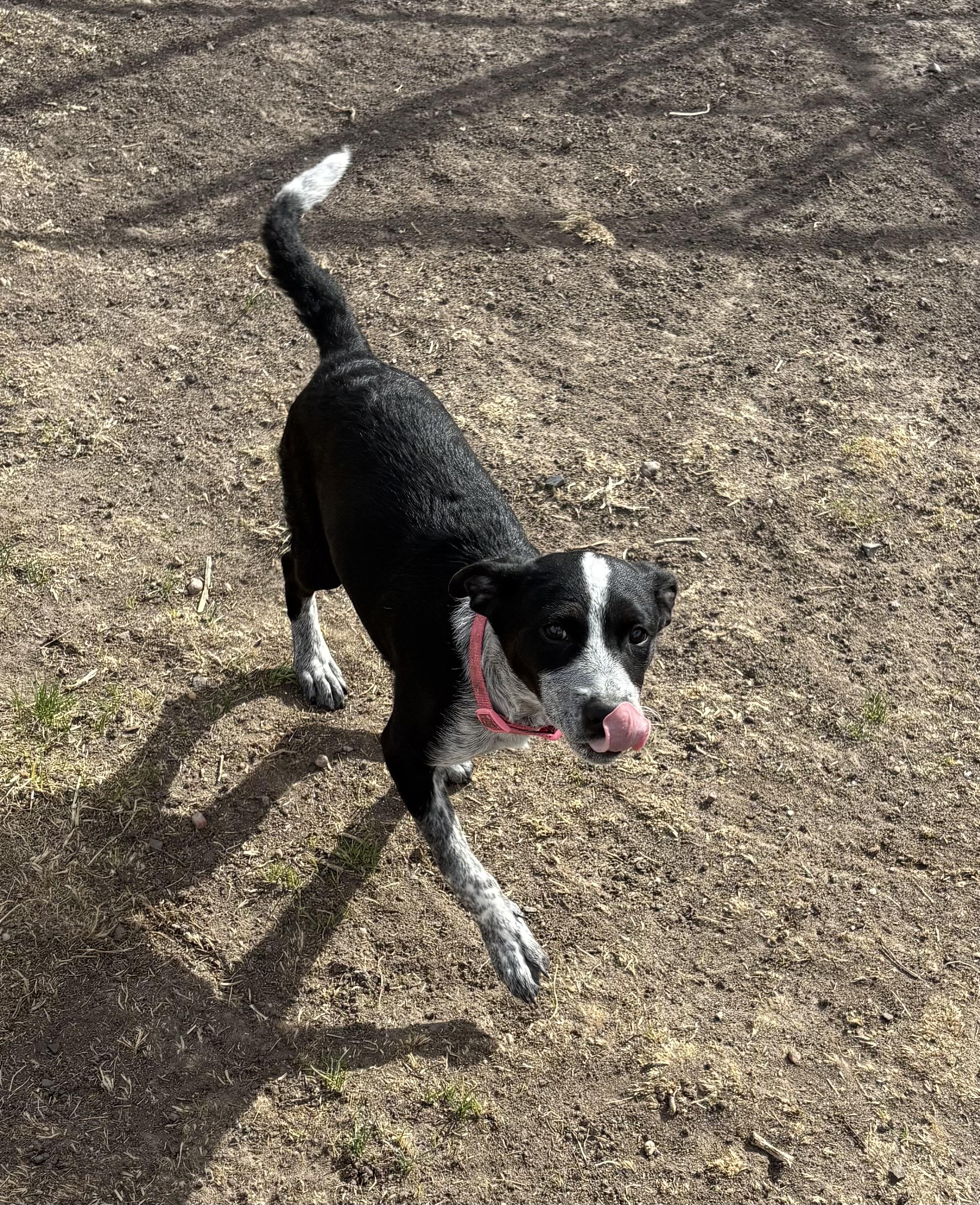 Enlarge Geo, a ADOPTABLE mixed breed in Grant, NE image 4/4