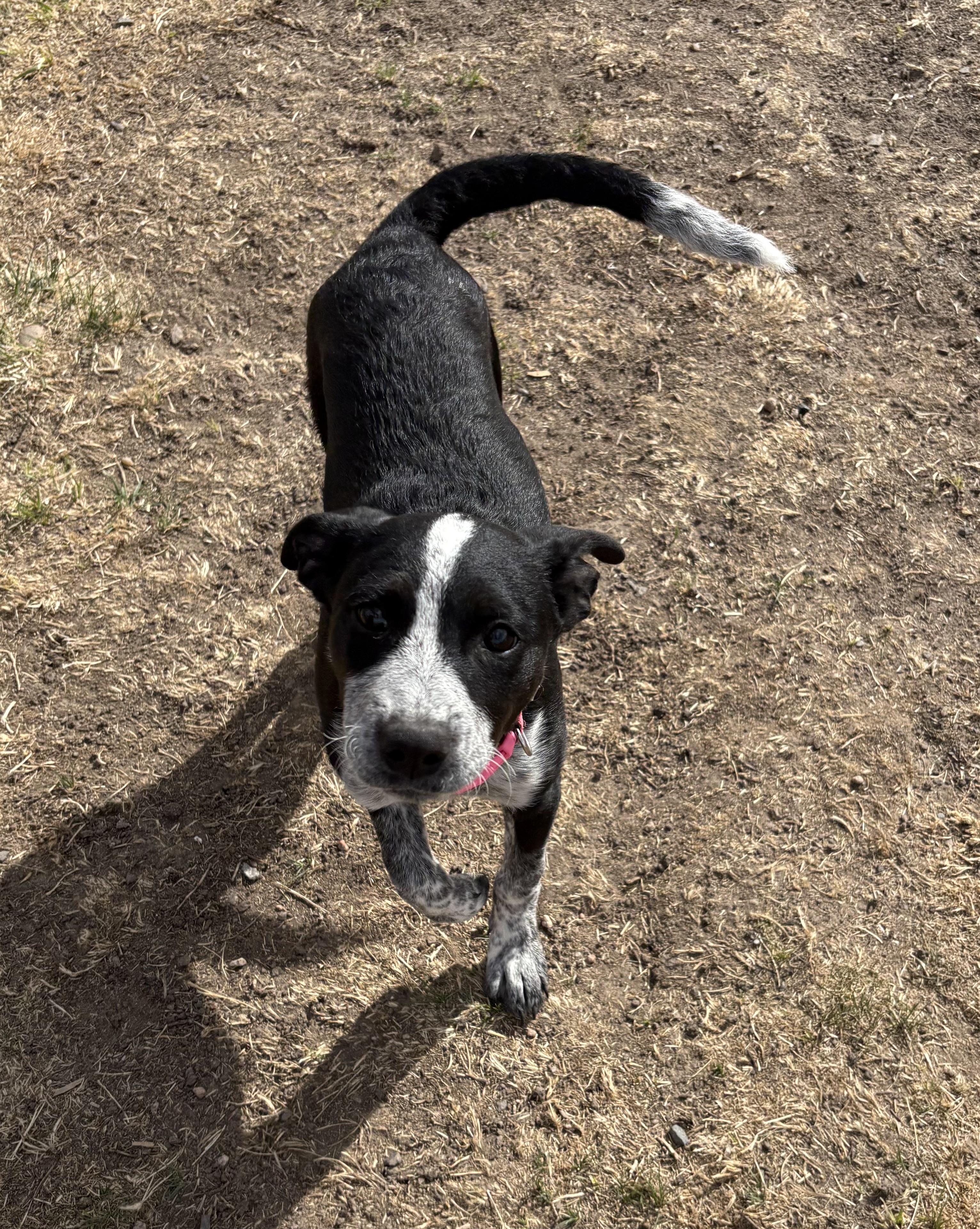 Enlarge Geo, a ADOPTABLE mixed breed in Grant, NE image 3/4