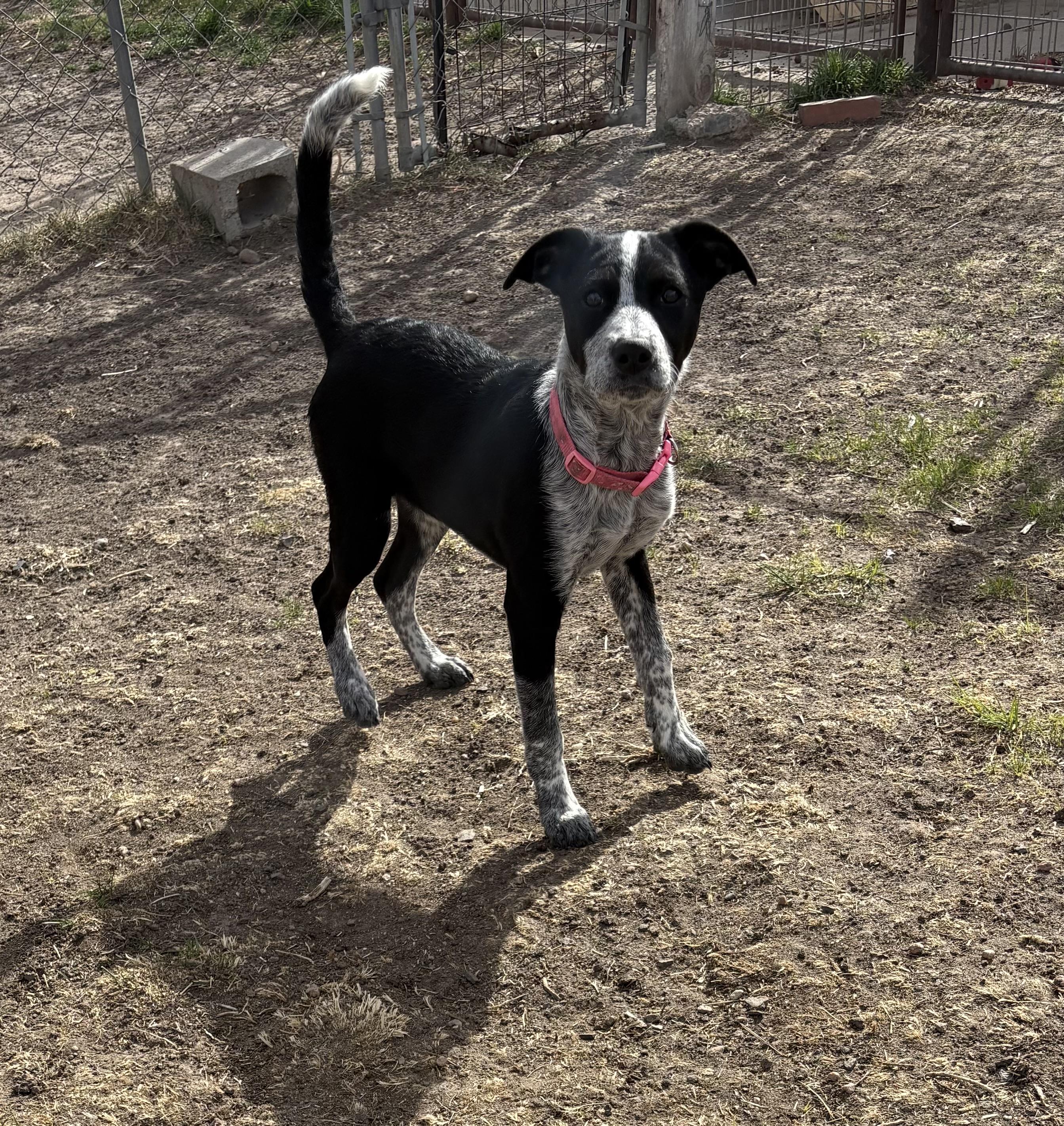 Enlarge Geo, a ADOPTABLE mixed breed in Grant, NE image 2/4