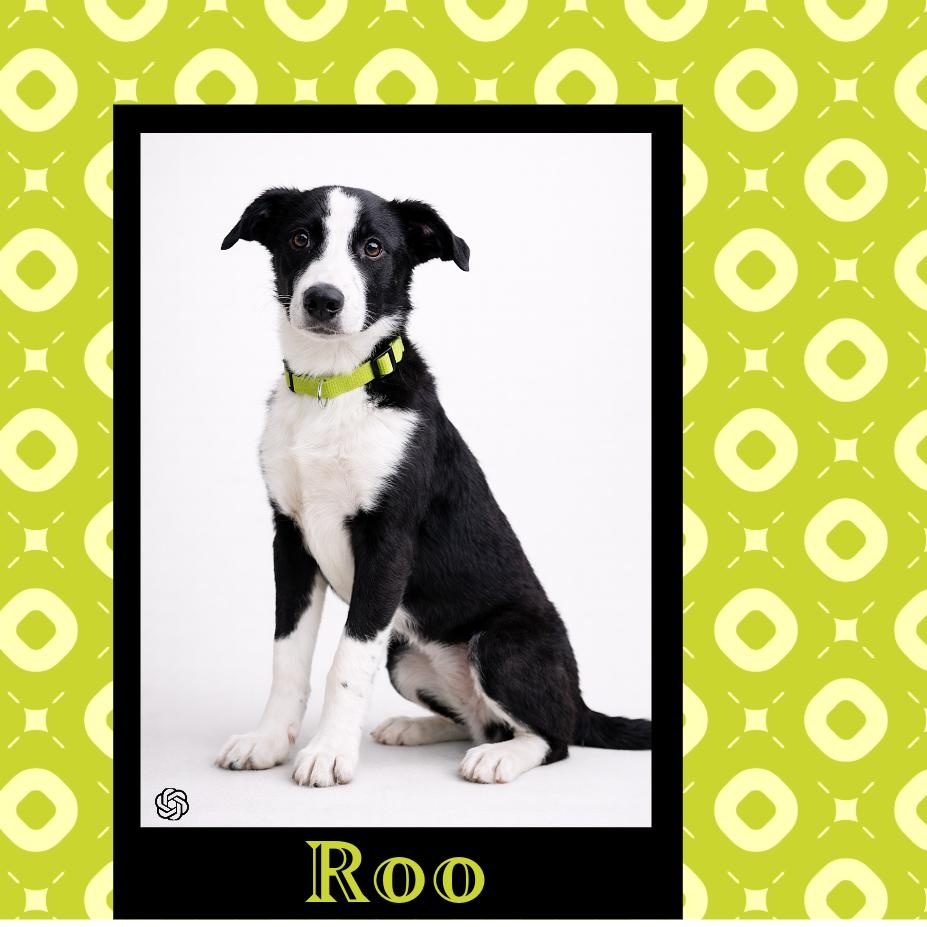 Enlarge Roo, an adopted mixed breed in Lincoln, IL image 1/1