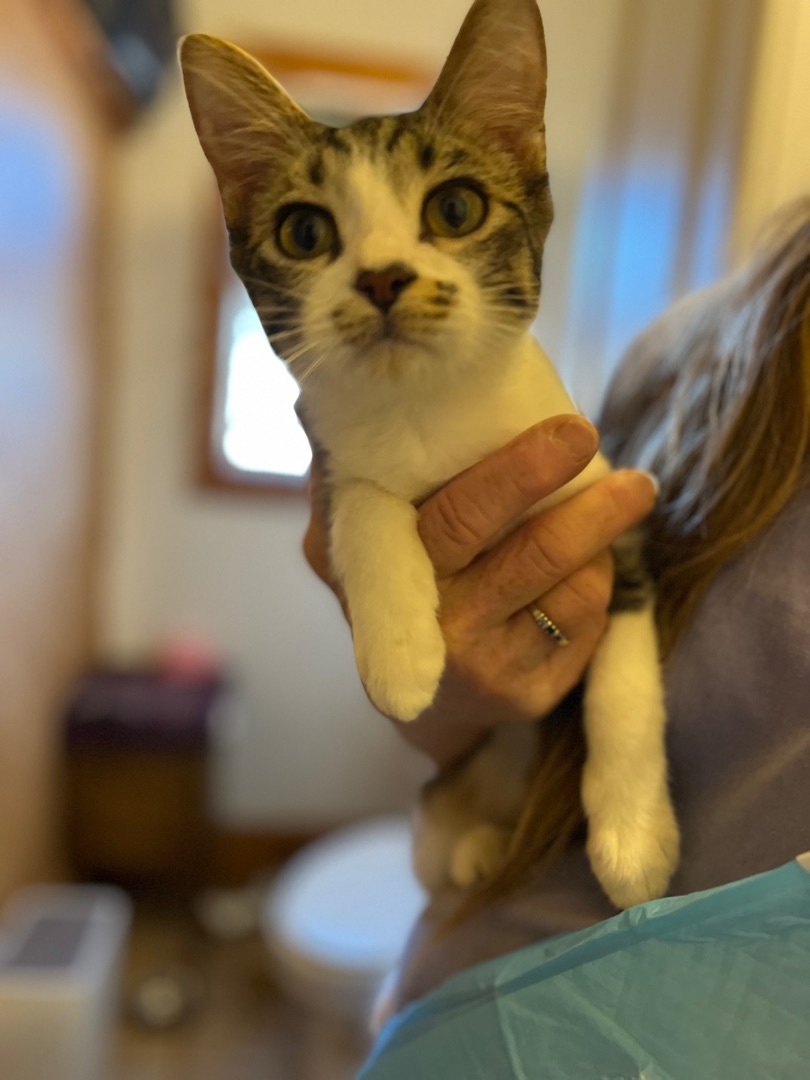 Snuggles, a Adoptable American Shorthair in Paradise, TX image 1/3