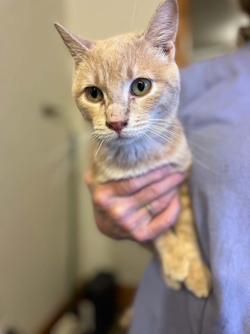 Snuggles, a Adoptable American Shorthair in Paradise, TX image 2/3