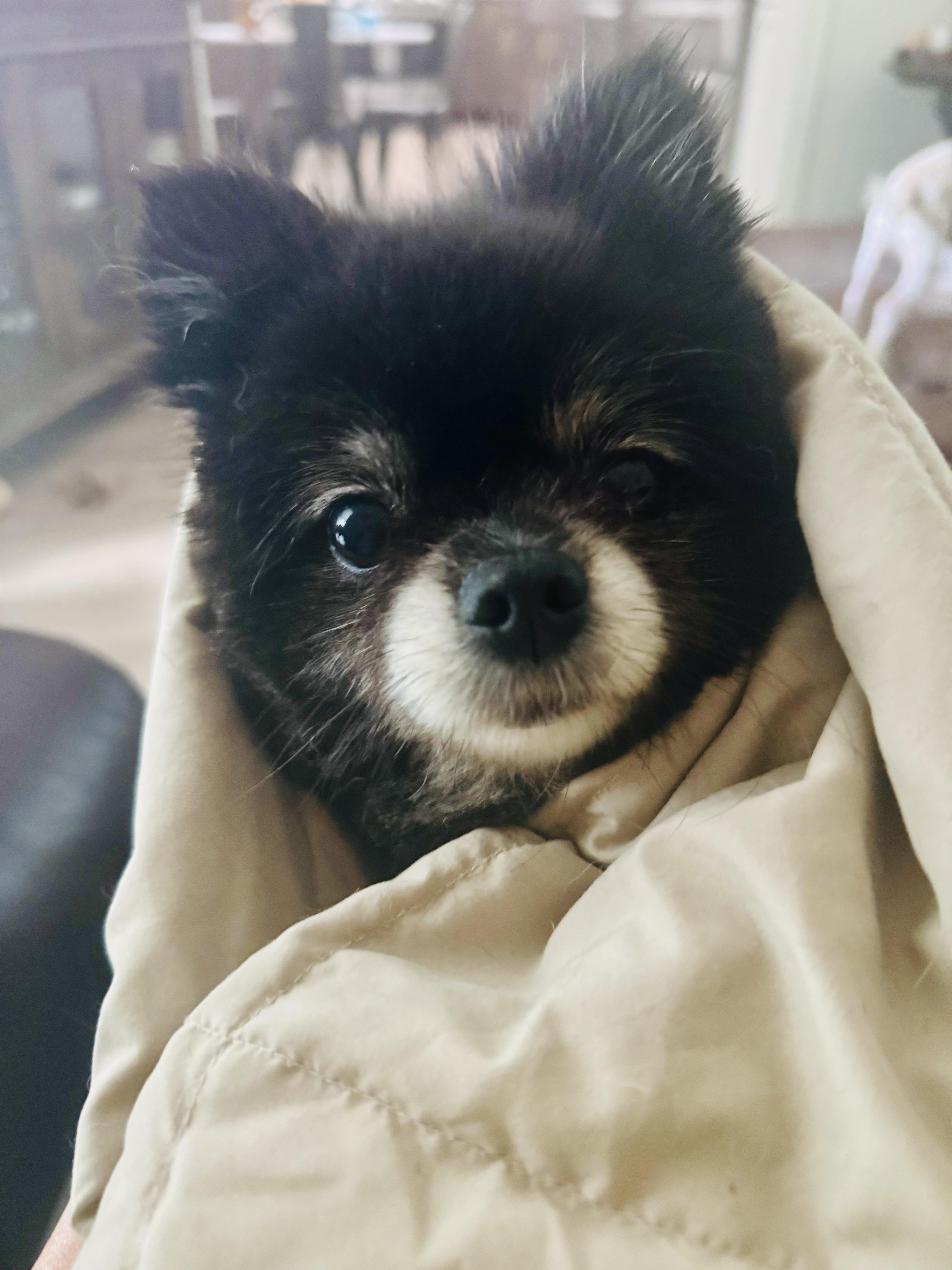 Nyxi, Adopted, Adult Female Pomeranian.