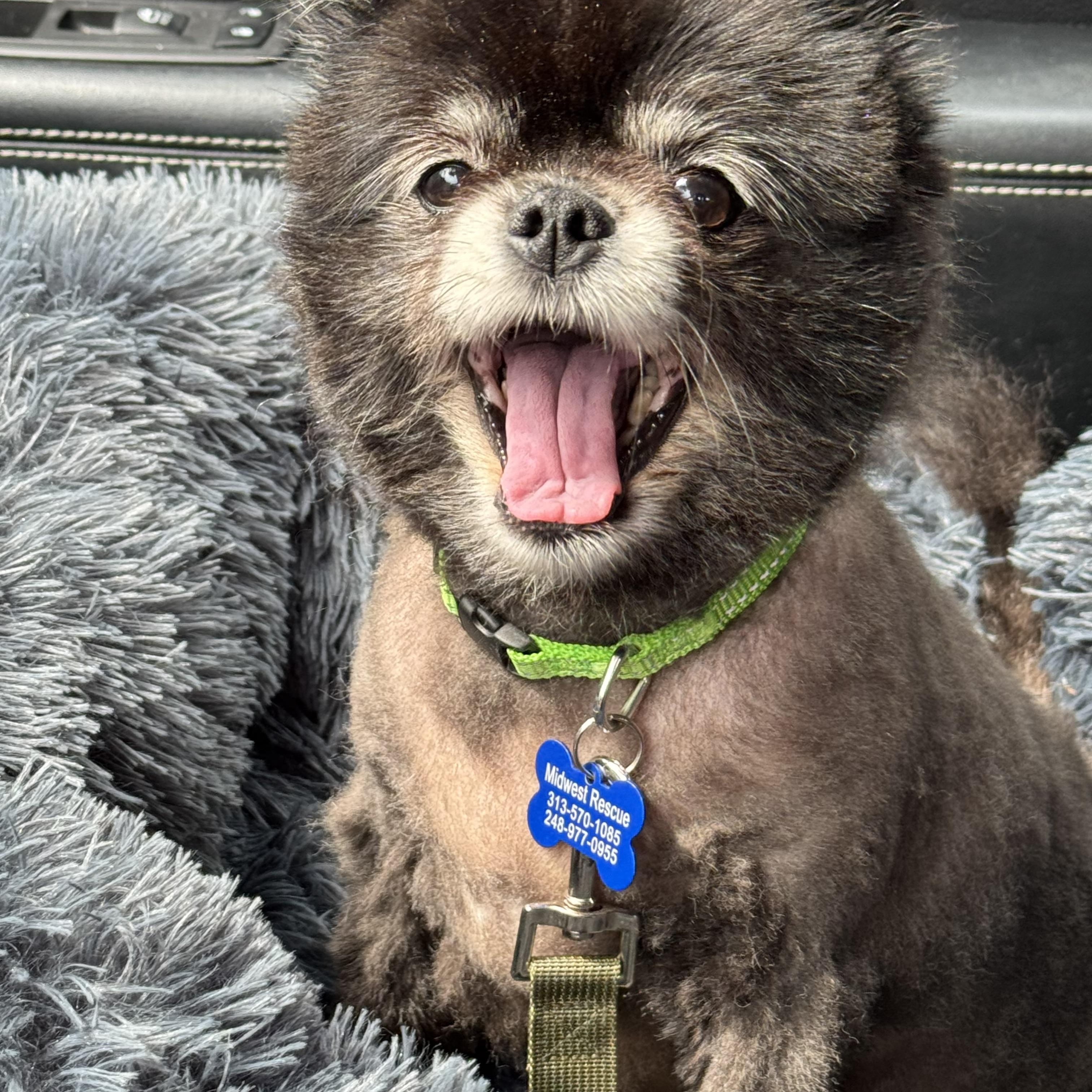 Enlarge Nyxi, a Adopted Pomeranian in Grosse Pointe Park, MI image 3/5